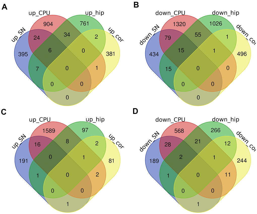 The intersections of DEcircRNAs, DElncRNAs and DEmRNAs in the prefrontal cortex (cor), substantia nigra (SN), corpus striatum (CPU) and hippocampus (hip). (A–D) Venn diagrams of up-regulated DEcircRNAs/DElncRNAs (A), down-regulated DEcircRNAs/DElncRNAs (B), up-regulated DEmRNAs (C) and down-regulated DEmRNAs (D) were showed respectively.