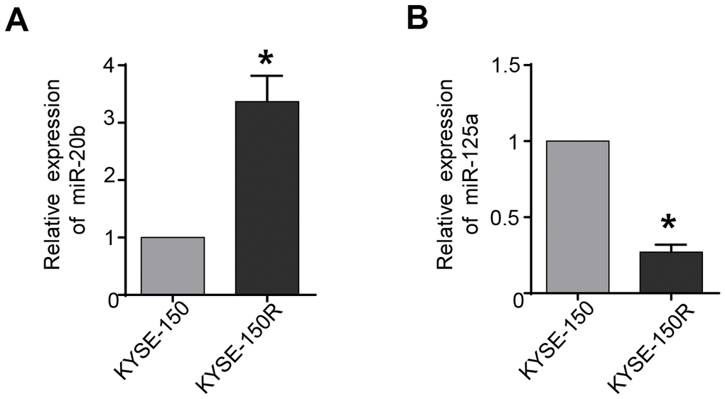 miR-20b is upregulated and miR-125a is downregulated in radioresistant esophageal cancer cells KYSE-150R. (A) The relative levels of miR-20b in parental (KYSE-150) cells and radioresistant (KYSE-150R) cells. (B) The relative levels of miR-125a in KYSE-150 cells and KYSE-150R cells. *P