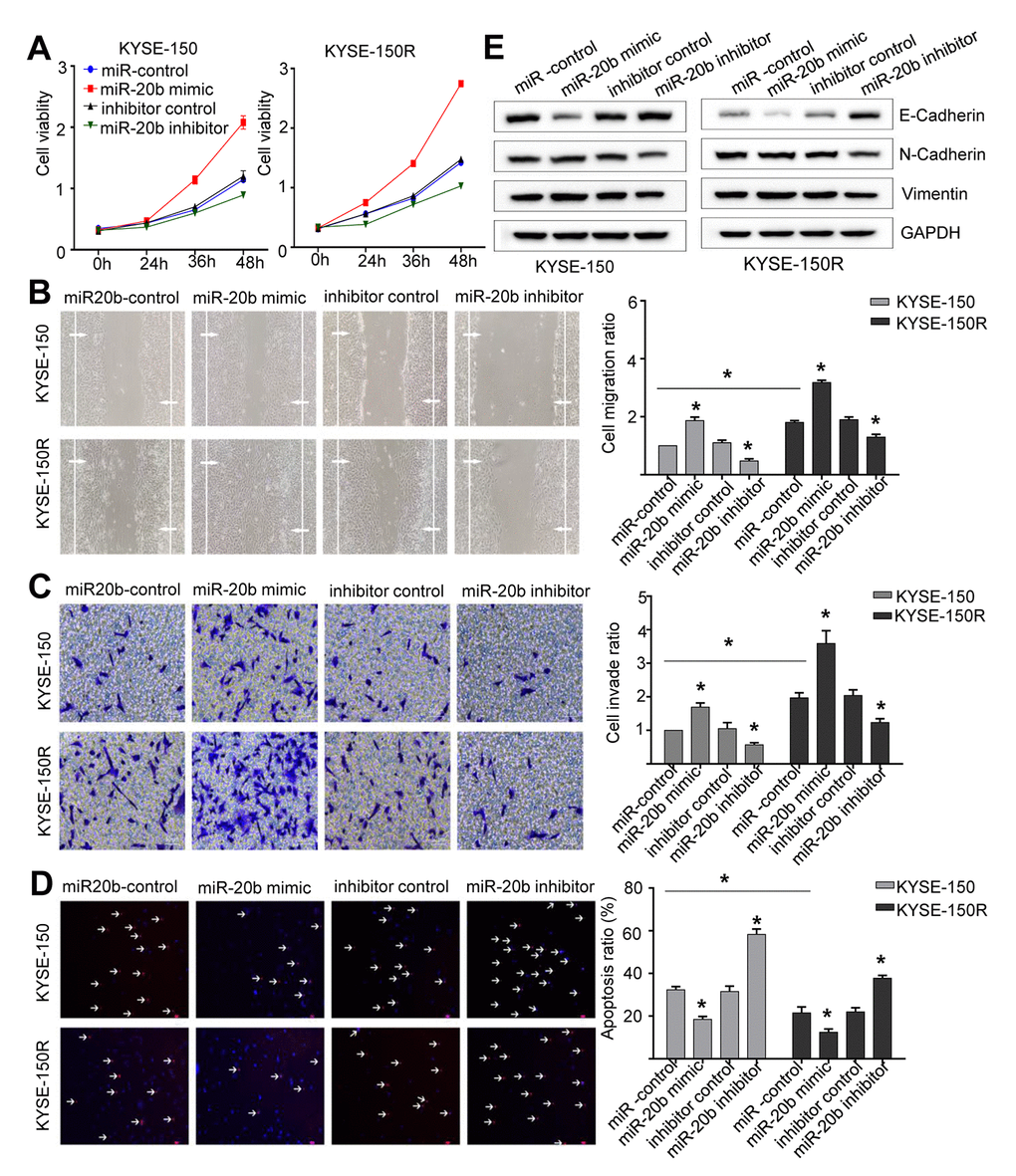 miR-20b promotes cell proliferation, migration invasion, the EMT process and inhibits apoptosis. KYSE-150 and KYSE-150R cells were transfected with miR-20b mimic or miR-20b inhibitor or their corresponding negative controls. (A) The cell proliferation assay was performed at the indicated time points. (B) Representative micrographs of cell migration assays (left) and the quantification (right). (C) Representative micrographs of cell invasion assays (left) and the quantification (right). (D) Representative micrographs of cell apoptosis assays (left) and the quantification (right). (E) Western blot analysis revealed that the E-cadherin expression level was decreased, while N-cadherin and Vimentin expression levels were elevated in cells transfected with miR-20b mimic. Data are shown as mean ± SD from three independent experiments. *P