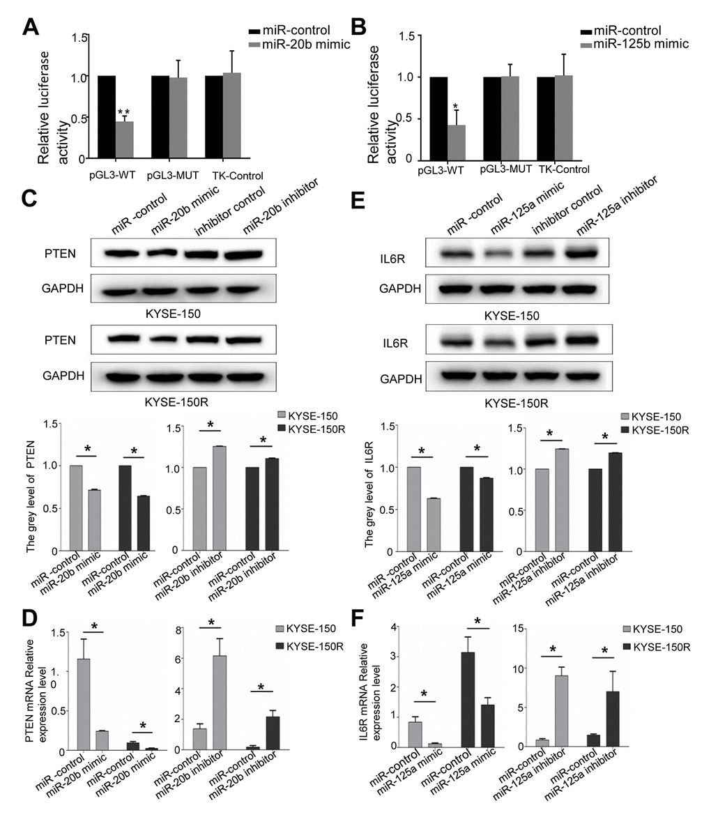 PTEN is a target of miR-20b, IL6R is a target of miR125a. (A) Analysis of the luciferase reporter assay. Firefly luciferase reporters containing either WT or MUT miR-20b binding sites in the PTEN 3’-UTR were co-transfected into KYSE-150 and KYSE-150R cells with miR-20b and miR-20b control. (B) Analysis of the luciferase reporter assay. Firefly luciferase reporters containing either WT or MUT miR-125a binding sites in the IL6R 3’-UTR were co-transfected into cells with miR-125a and miR-125a control. (C, D) Western blot (C) and RT-PCR (D) analysis of PTEN expression level in cells transfected with miR-20b mimic or inhibitor. (E, F) Western blot (E) and RT-PCR (F) analysis of IL6R expression level in cells transfected with miR-125a mimic or inhibitor. *P