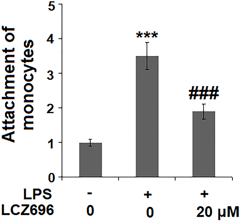 LCZ696 suppresses LPS-induced attachment of U937 monocytes to HUVECs