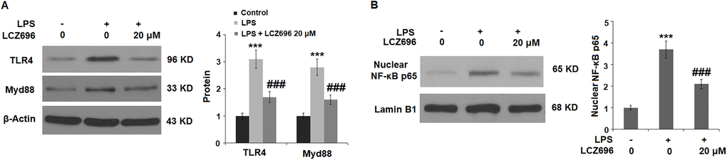 LCZ696 suppresses LPS-induced activation of the TLR4/Myd88 pathway in HUVECs
