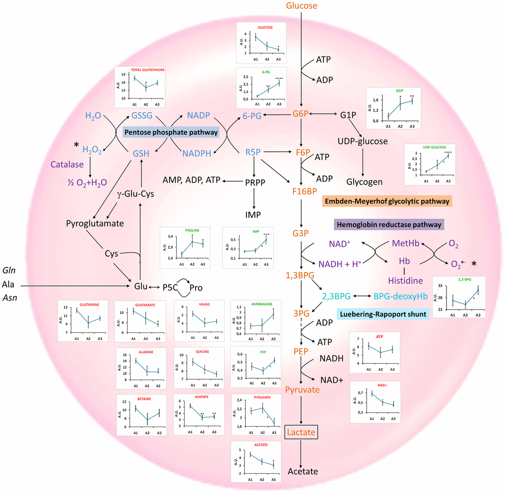 Main metabolomic pathways found in RBCs and summary of the most relevant age-associated metabolic alterations. Concentration values are normalized to total intensity. A1=between 19 and 40 years, A2 = between 40 and 60 years; and A3≥60years. Values are represented as mean±SEM. * p 