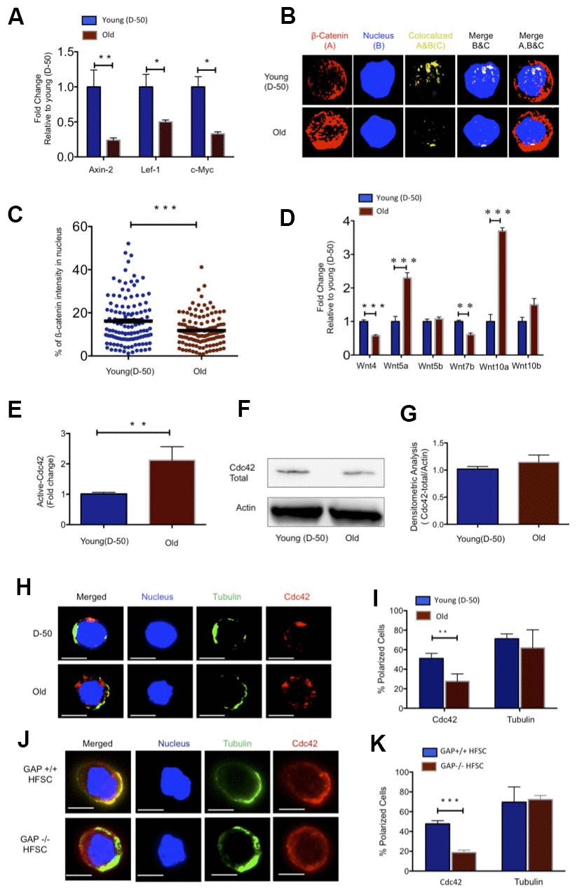 Increased Wnt5a expression in aged HFSC results in a shift from canonical to non-canonical Wnt signaling. (A) Expression of target genes of the canonical Wnt pathway in FACS sorted young and old HFSC (Sca-1-/lowA-6highCD34+), N≥3 (B) Z-stacks and three-dimensional merged images of ß-catenin (red), nucleus (dapi, blue) and co-localization signal (yellow) in FACS sorted young and old HFSC by Immunofluorescence (C) Quantification of the ß-catenin signal in the nucleus of young and old HFSC, N=4 (D) Wnt ligand transcript levels in young (D-50) or old (>2years) HFSC, N≥3 (E) ICdc42-activity levels in old Sca-1-/low keratinocyte lysate compared to young Sca-1-/low keratinocyte measured by G-LISA, N=4; (F) Cdc42 protein levels in young and old Sca-1-/low keratinocytes (representative Western blot) (G) Densitometry score of Cdc42 protein levels from Western blots, N=4 (H) Representative picture of Cdc42 (red) and tubulin (green) in young and old HFSC, scale bar = 5μm (I) Percentage of cells with a polar distribution of Cdc42 and tubulin in young and old HFSC, N≥6 (J) Representative picture of a non-polar distribution of Cdc42 (red) in young HFSC from Cdc42GAP-/- as compared to HFSC from young wild type Cdc42GAP+/+ mice, scale bar=5μm (K) Quantification of polar distribution (percentage) of Cdc42 and tubulin in HFSC from Cdc42GAP+/+ and Cdc42GAP-/- mice, N≥3, P