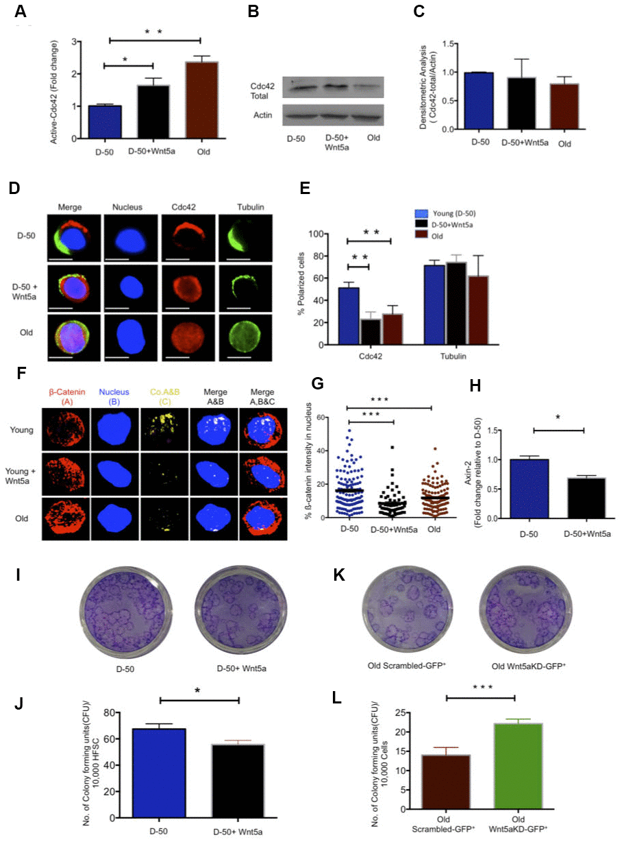 Wnt5a regulates Cdc42 activity and induces an old like phenotype in young HFSCs. (A) Cdc42 activity measured using G-LISA kit in lysate of young Sca-1-/low keratinocyte after Wnt5a treatment for 2 hours, N=4 (B) Representative Western blot on total Cdc42 protein levels in Wnt5a treated young Sca-1-/low keratinocytes (C) densitometric score of western blot results for total Cdc42 in young Sca-1-/low keratinocyte after 2 hours of Wnt5a treatment N=3 (D) Cdc42 (red) and tubulin (green) distribution in young and old HFSC with or without Wnt5a treatment for 2 hours scale, immunofluorescence, scale bar=5μm (E) Percentage of cells polar for the distribution of Cdc42 and tubulin in young and old HFSC after Wnt5a treatment for 2 hours, N≥3 (F) Z-stacks and three-dimensional merged images of ß-catenin(red), nucleus (dapi, blue) and their co-localization (yellow) in FACS sorted young and old HFSC by immunofluoresence (G) Quantification of the ß-catenin signal in the nucleus and cytoplasm of young, old and Wnt5a treated HFSCs, N=3 (H) Expression levels of Axin-2 in young HFSC after Wnt5a treatment, N=3 (I) Morphology of colonies formed by young HFSCs after Wnt5a treatment (J) Number of colony forming units in young, aged and Wnt5a treated HFSCs, N=3 (K) Morphology of colonies formed by old Sca-1-/low keratinocytes transduced (green) with non-targeted scrambled (NT-GFP+) and targeted Wnt5a knock down (Wnt5aKD-GFP+) sh-RNA (L) Number of colony forming units in old Sca-1-/low keratinocyte transduced (green) with non-targeted scrambled (NT-GFP+) and targeted Wnt5a knock-down (Wnt5aKD-GFP+) sh-RNA, N=3, *P