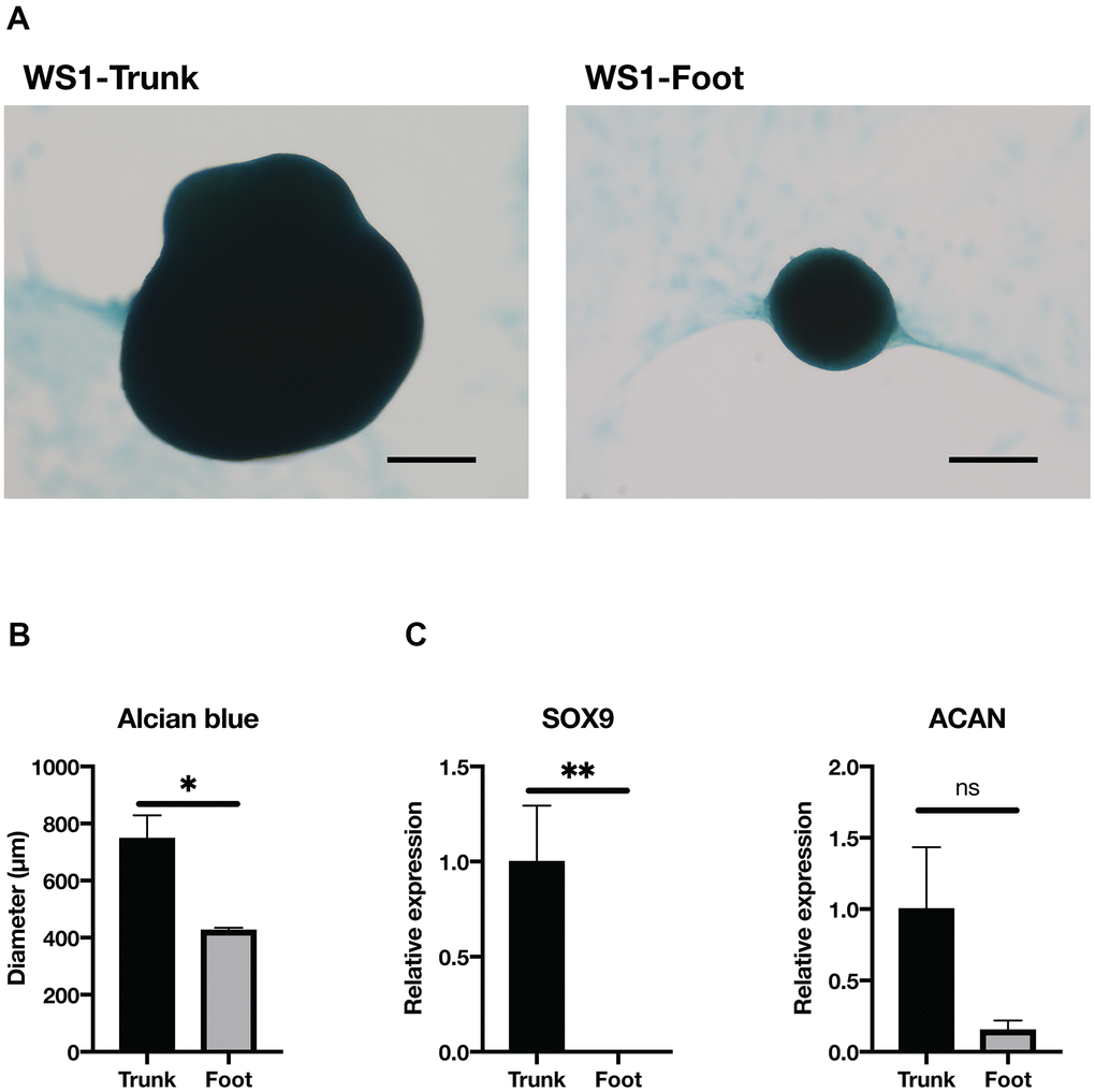 Chondrogenesis tended to be reduced in the foot fibroblasts. (A) Representative images of Alcian blue staining after two weeks induction of chondrogenesis in the trunk and foot fibroblasts of WS1. Bar = 300 μm. (B) Quantification of the diameter of chondrogenic spheroids. WS1-trunk, WS2-trunk, and WS1-foot were included. Data are means ± SEM. For statistical analysis, student t-test was performed (*pC) Relative gene expression analyzed by qRT-PCR. Data are means ± SEM of two patients with three technical replicates. For statistical analysis, student t-test was performed (ns, not significant; *p