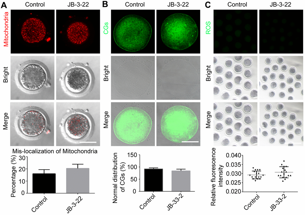 JB-3-22 treatment had no significant effect on the cytoplasm maturation process of porcine oocytes. (A) Images of distribution of mitochondria in control and JB-3-22-treated oocytes. Scale bar, 100 μm. (B) Images of migration of cortical granules in control and JB-3-22-treated oocytes. Scale bar, 100 μm. (C) Images of ROS level in control and JB-3-22-treated oocytes. Scale bar, 500 μm.