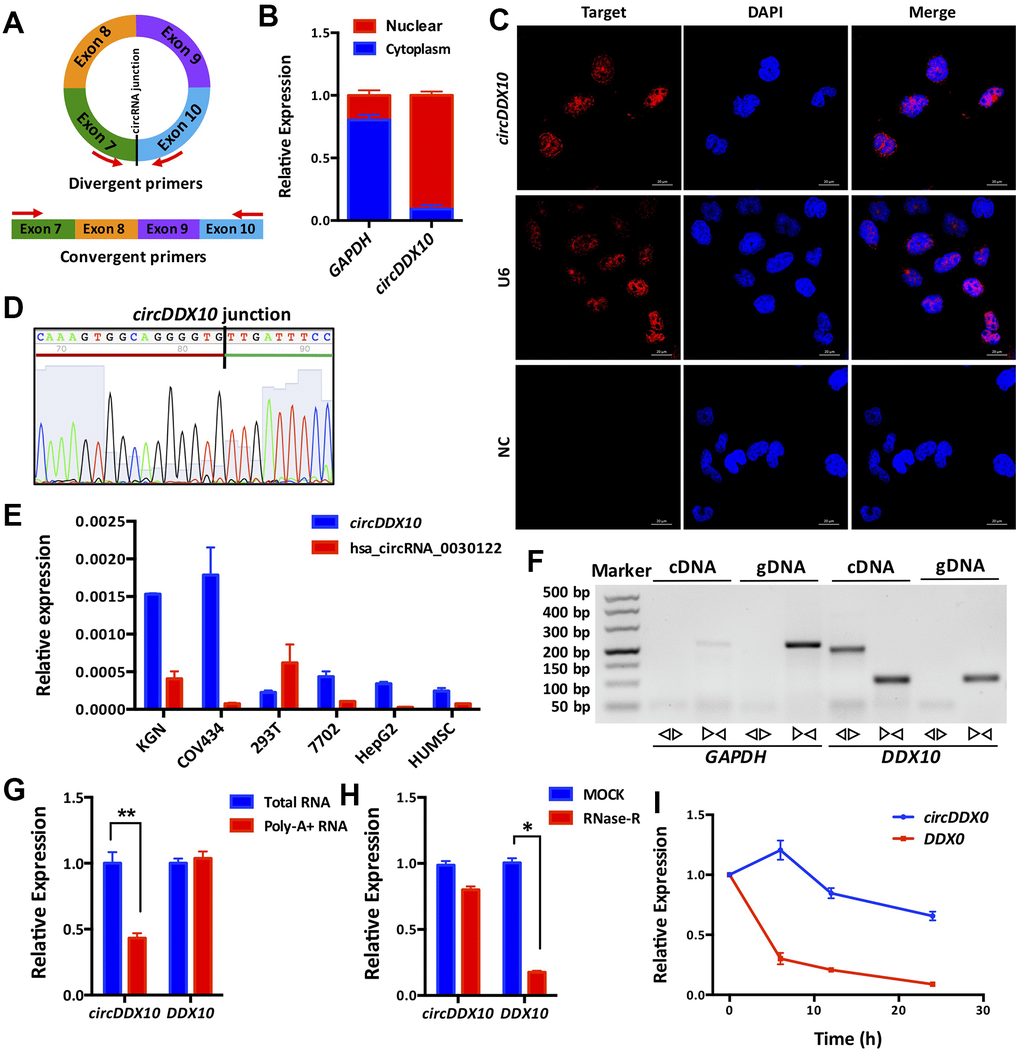 Subcellular localization, expression levels and biological properties of circDDX10 in granulosa cells (GCs). (A) Schematics of back-to-back and face-to-face primers (black vertical line indicates the back-splicing site; red arrow represents the amplification direction of the upstream and downstream primers). (B) CircDDX10 nucleoplasm distribution in COV434 (granulosa cell line). (C) Subcellular localization of circDDX10 in COV434 using FISH technique. (U6 was used as a positive control for nuclear. NC, negative control. Bar = 20 μm). (D) Sanger sequencing of circDDX10. (Black vertical line indicates the back-splicing site. Red horizontal line representing 3' end and green horizontal line represents 5' end). (E) The relative expression levels of circDDX10 in different cell lines (hsa
