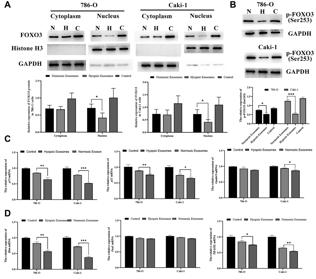 Hypoxia-induced RCC cell-derived EVs promote RCC progression by suppressing FOXO3. (A) FOXO3 localization was assessed by Western blotting, and data were quantified. The results revealed that hypoxia-induced EVs were able to significantly reduce nuclear and cytoplasmic FOXO3 expression. (B) FOXO3 phosphorylation was assessed by Western blotting, and data were quantified. The results indicated that hypoxia-induced EVs were able to significantly reduce the FOXO3phosphorylation levels. (C–D) The expression of proliferation-(C) and apoptosis(D)-related genes regulated by FOXO3. *P **P ***P 