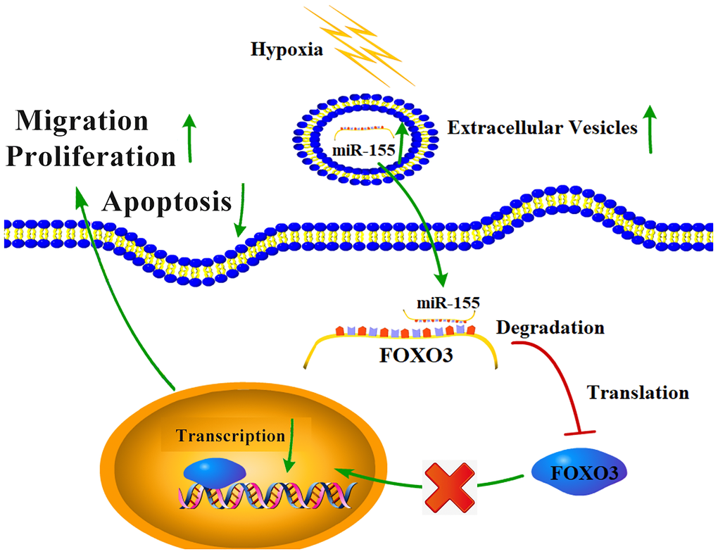 The mechanistic basis for hypoxia-induced RCC progression.