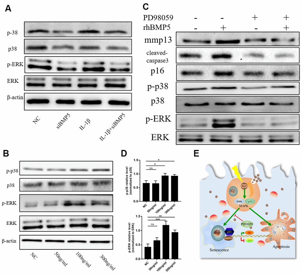BMP5 regulates osteoarthritis progression via p38/ERK signaling pathway. (A) Representative western blots show the expression levels of total ERK, p-ERK, total p38, and p-38 proteins in control and BMP5 knockdown chondrocytes mouse chondrocytes treated with IL-1β. (B, D) Representative western blots and quantification show the expression levels of total ERK, p-ERK, total p38, and p-p38 in mouse chondrocytes only treated with different concentrations of rhBMP5(50,100,300ng/ml). (C) Western blot analysis shows the levels of total ERK, p-ERK, total p38, p-p38, p16, cleaved-caspase3, and MMP13 proteins in mouse chondrocytes treated with 100ng/ml rhBMP5, 10 μM PD98059 (MAPK inhibitor) or co-treatment with rhBMP5 and 10 μM PD98059. (E) A schematic working model shows the potential role of Bmp5 in regulating senescence and apoptosis of chondrocytes.