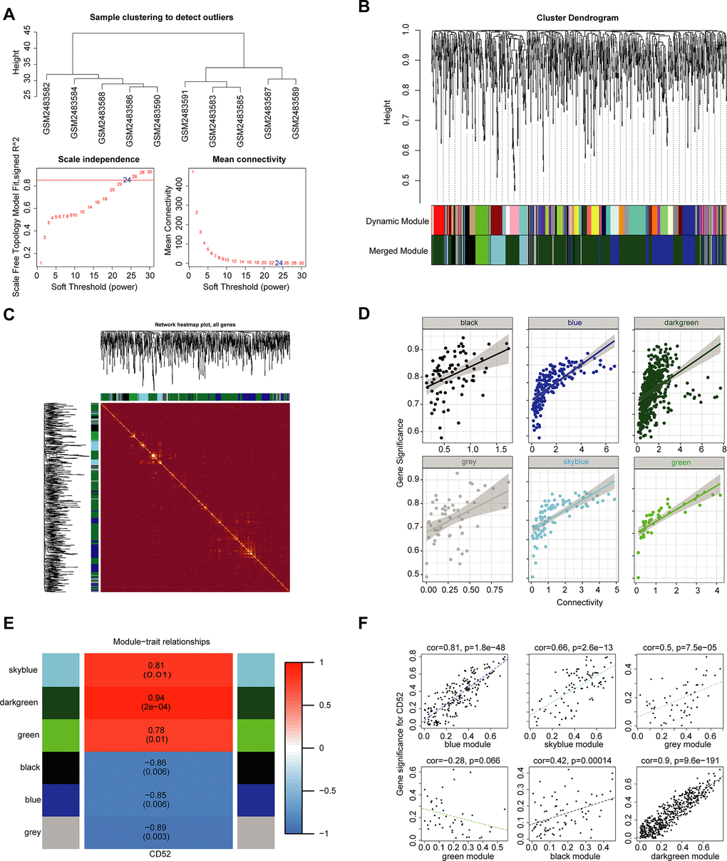 WGCNA. (A) Analysis of the scale-free topology model fit index for various soft-thresholding powers (β) and the mean connectivity for various soft-thresholding powers. Overall, 24 was the best fitting power value. (B) Dendrogram of the gene modules based on a dissimilarity measure. The branches of the cluster dendrogram correspond to the different gene modules. Each piece of the leaves on the cluster dendrogram corresponds to a gene. (C) TOM Diagram of Gene clustering and Module relationship in each Module of WGCNA. (D) The relationship between intra-module connectivity and gene significance in each module of WGCNA. (E) Module-trait relationships. Heatmap of the correlation between module eigengenes and expression of CD52. (F) The relationship between each module and clinical features. The horizontal axis represents the correlation coefficient between gene expression and module, and the vertical axis represents the correlation coefficient between gene expression and phenotype.