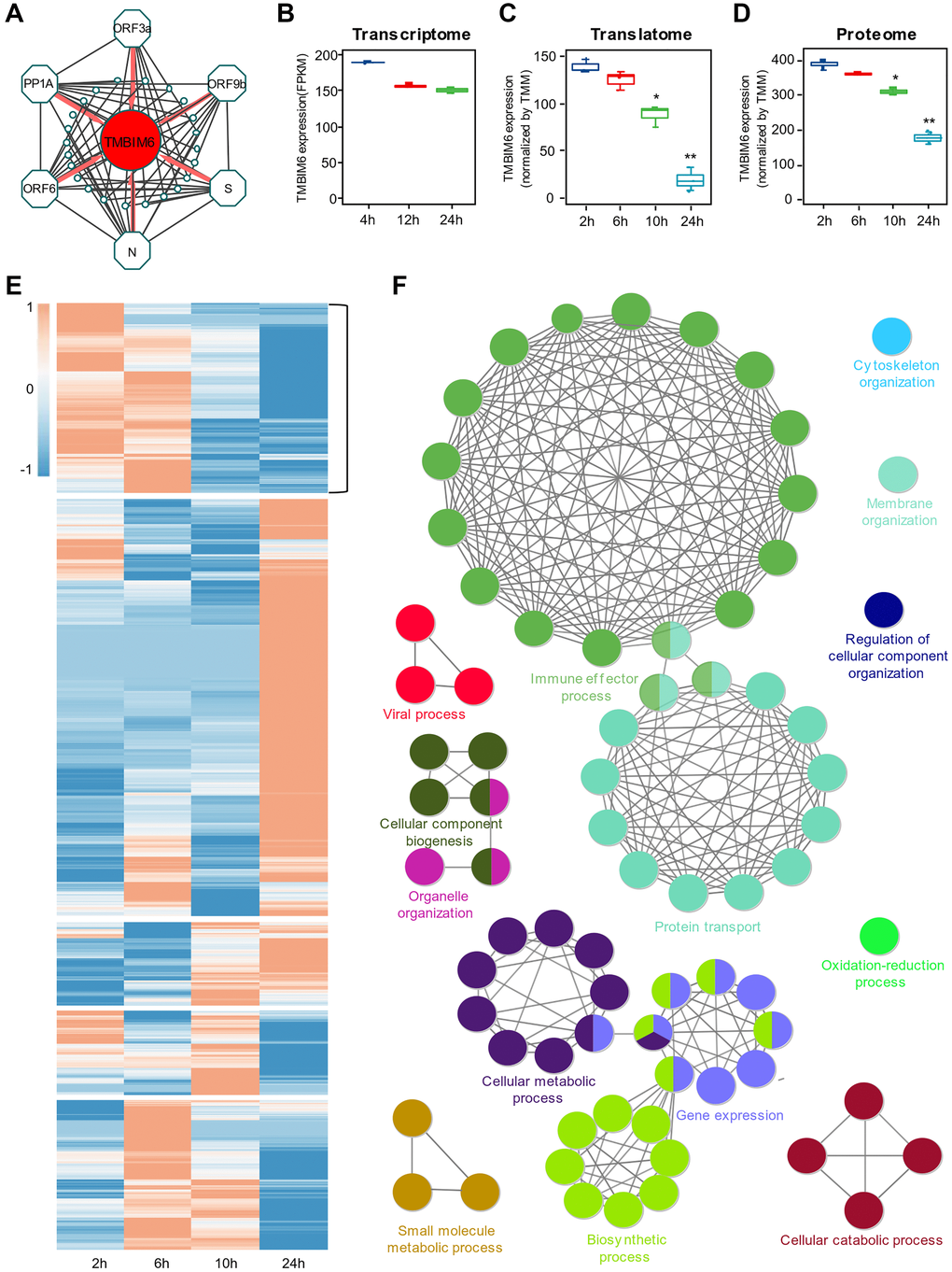 Identification of the host protein TMBIM6 as a potential target for viral pathogenesis. (A) Top 10 coexpression relationships of SARS-COV-2 proteins, including PP1A, S, ORF3a, ORF6, ORF9b and N, and host proteins from the blue module. TMBIM6 was found to be coexpressed with these six viral proteins. (B–D) The expression of TMBIM6 at different times based on multiomics data from SARS-CoV-2-infected cells. n = 3, *P value **P value E) Heatmap of expression clustering for proteins from the translational data. The cluster with an expression pattern similar to TMBIM6 was selected for the next step of analysis. (F) Enrichment analysis of biological processes of proteins from the selected cluster with P value 