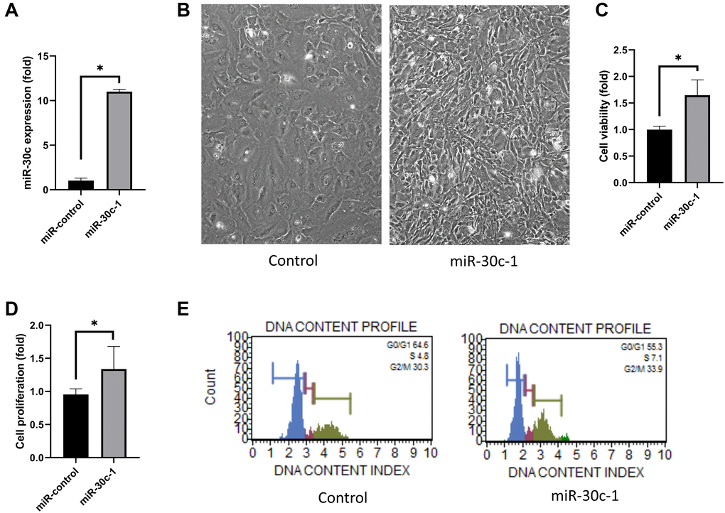 Cell proliferation induced by miR-30c-1. (A) miR-30c level was elevated in miR-30c-1-treated cells compared with miR-control. (B) Representative images of cell shape in control and in miR-30c-1-treated cells. (C) Cell viability in control and in miR-30c-1-treated cells measured by CCK-8 assay. (D) Cell proliferation in control and in miR-30c-1-treated cells measured by BrdU proliferation assay. (E) Cell cycle analysis showing that miR-30c-1 elevated the percentage of cells with S-phase. *statistically significant.