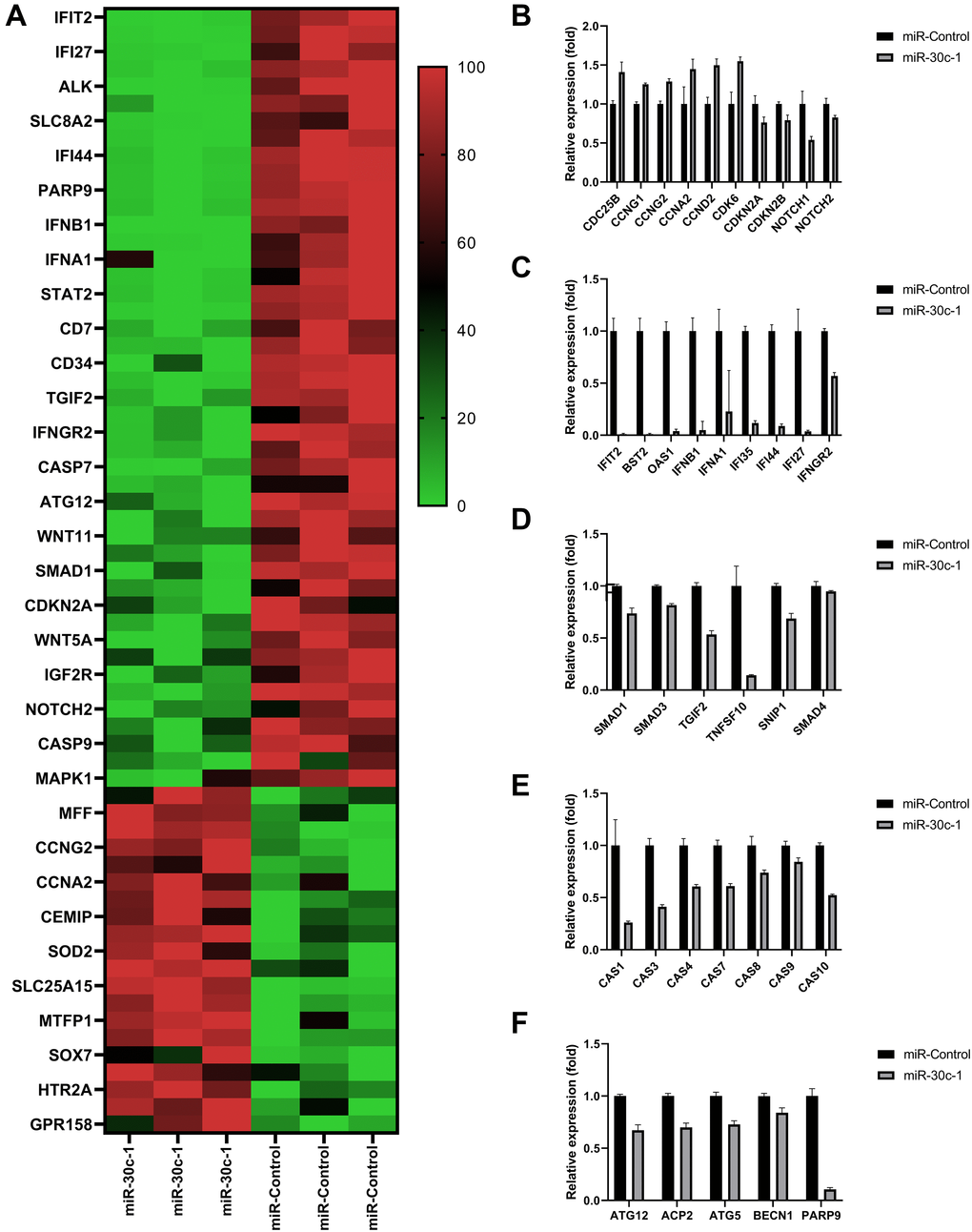 Results of RNA-sequencing data. (A) Heat map of the relative expression of differentially expressed genes. Comparison of relative expressions of proliferation-associated genes (B), interferon (IFN)-associated genes (C), transforming growth factor (TGF; (D)) caspases (E) and autophagy (F) between miR-control group and miR-30c-1 group. *statistically significant.