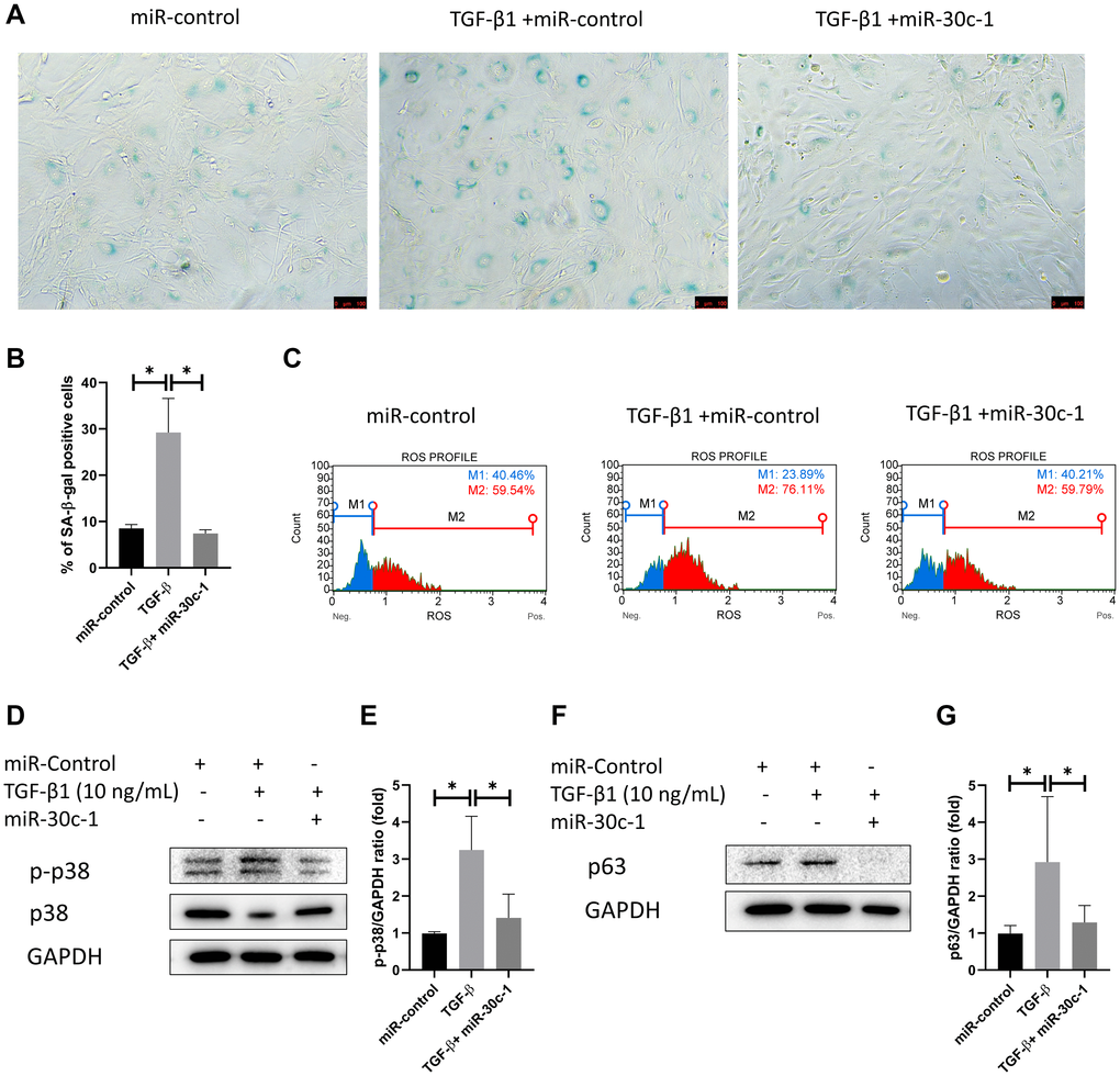 miR-30c-1 ameliorates TGF-β1-induced senescence. (A) Representative images of senescence-β-galactosidase (SA-β-gal) staining. (B) The percentage of SA-β-gal positive cells was quantified. (C) Intracellular oxidative stress levels measured by MitoSOX probe. (D) Representative images of p-p38 and p38. (E) Activation of p38 was quantified. (F) Representative images of p63. (G) p63 level was quantified. *statistically significant.