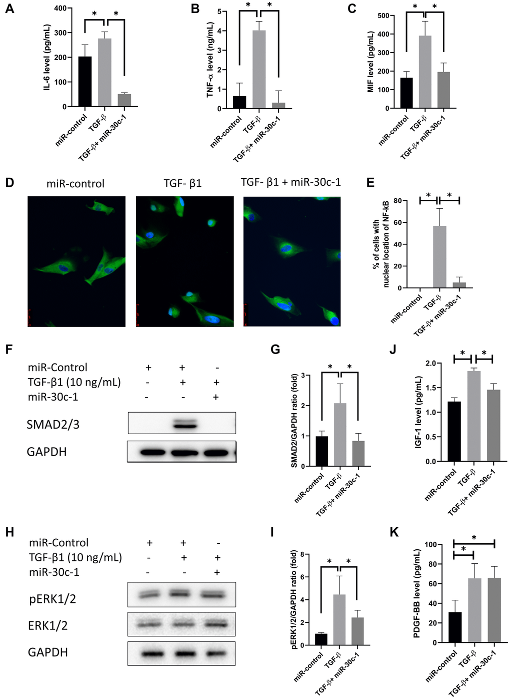 Senescence-associated secretory phenotype (SASP) factors. (A–C) Interleukin-6 (IL-6; A), tumor necrosis factor-α (TNF-α; B), macrophage migration inhibitory factor (MIF; C) levels were evaluated by ELISA. (D) Representative images of immunofluorescence staining of nuclear factor kappa-light-chain-enhancer of activated B cells (NF-κB). (E) Nuclear translocation of Nf-κB was evaluated and quantified. Immunofluorescence staining of NF-κB p65 (green) and nuclear with Hoechst 33342 (blue) was performed. (F–G) SMAD2/3 levels were evaluated by western blotting. (H–I) pERK1/2 levels were evaluated by western blotting. (J) Insulin-like growth factor-1 (IGF-1) levels were evaluated by ELISA. (K) Platelet-derived growth factor-BB (PDGF-BB) were evaluated by ELISA. *statistically significant.