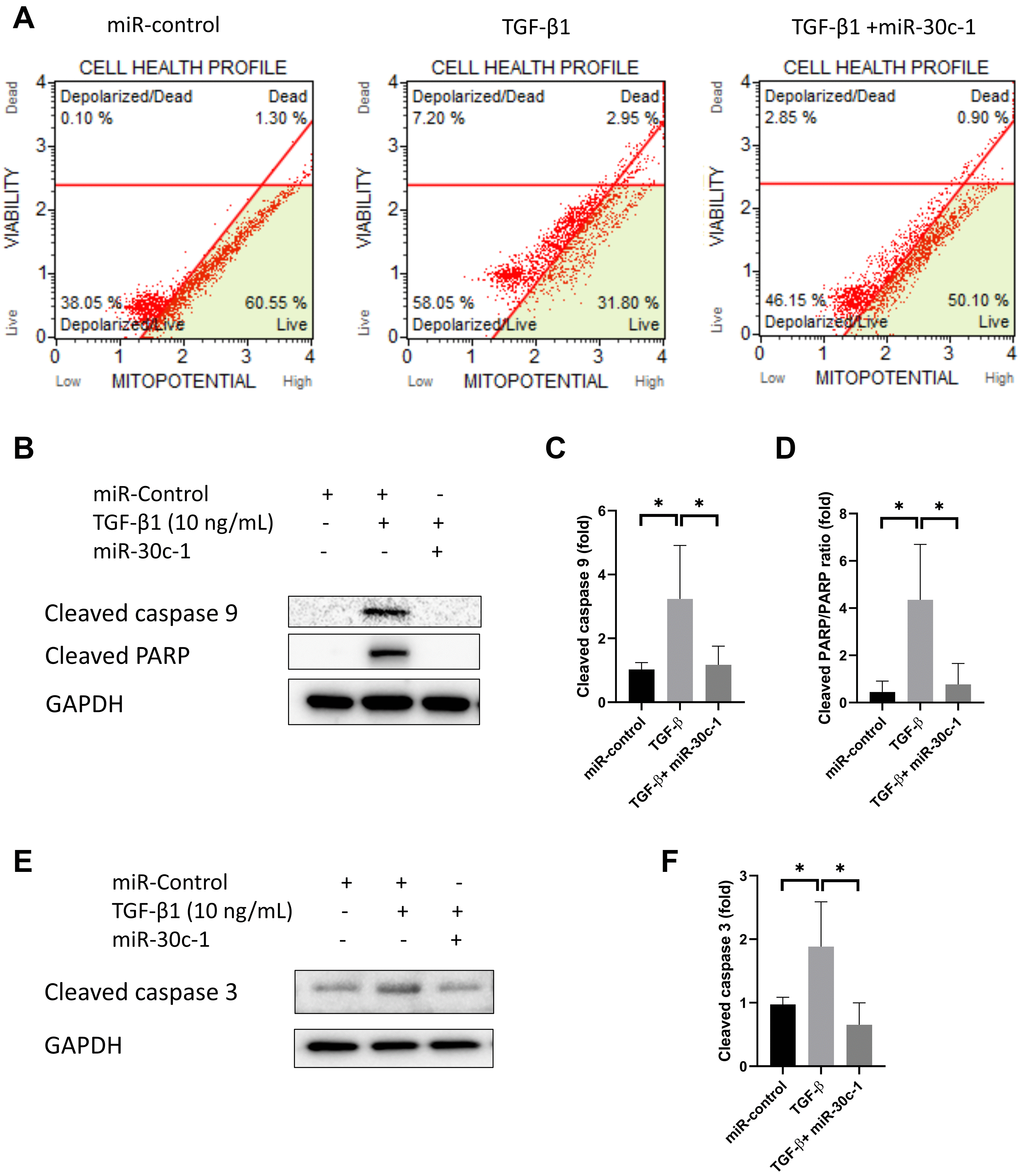 Cell death by TGF-β1 or miR-30c-1. (A) Mitochondrial membrane potential was measured by MitoPotential kit. (B–D) Cleaved caspase 9 and cleaved poly ADP ribose polymerase (PARP) levels were evaluated by western blotting and quantified. (E–F) Cleaved caspase 3 was evaluated by western blotting and quantified. *statistically significant.