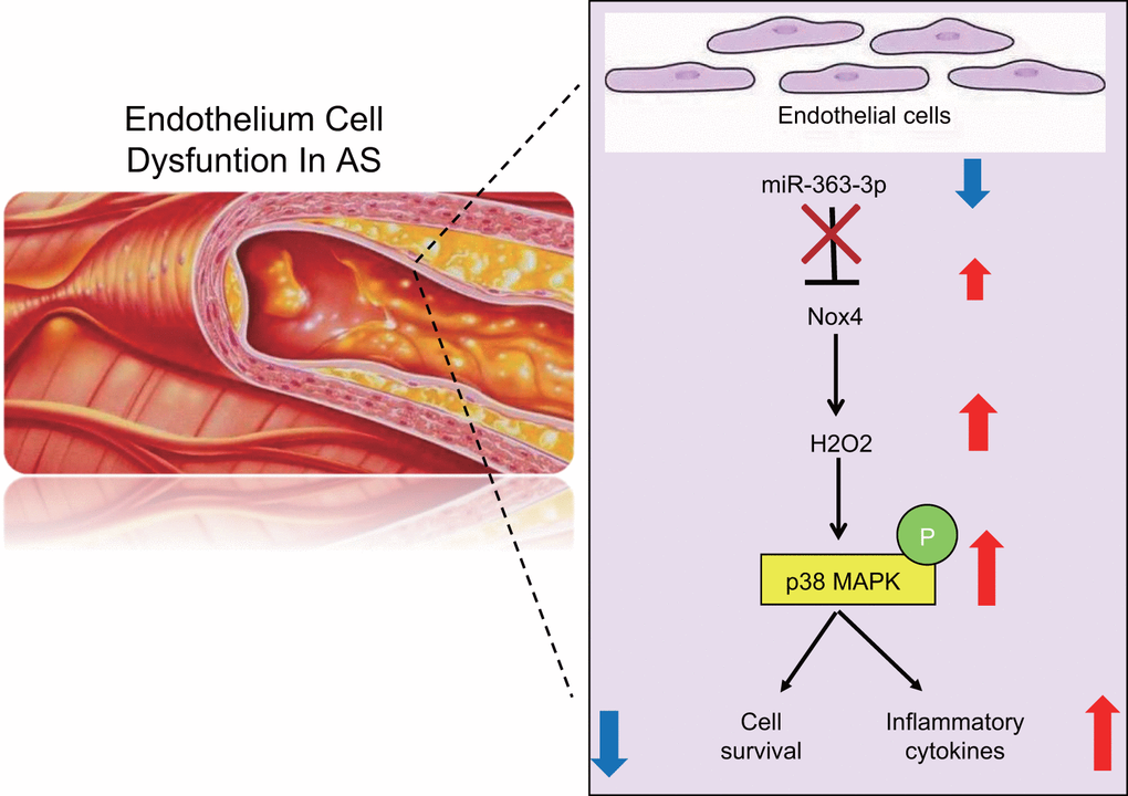 A schematic for the function and mechanism of miR-363-3p in CHD. miR-363-3p targets NOX4 and disrupts the p38 MAPK/ signaling pathway, which consequently reduces the apoptosis of CAECs, oxidative stress injury and the expression of inflammatory factors in CAECs, thus protecting CAECs against CHD.