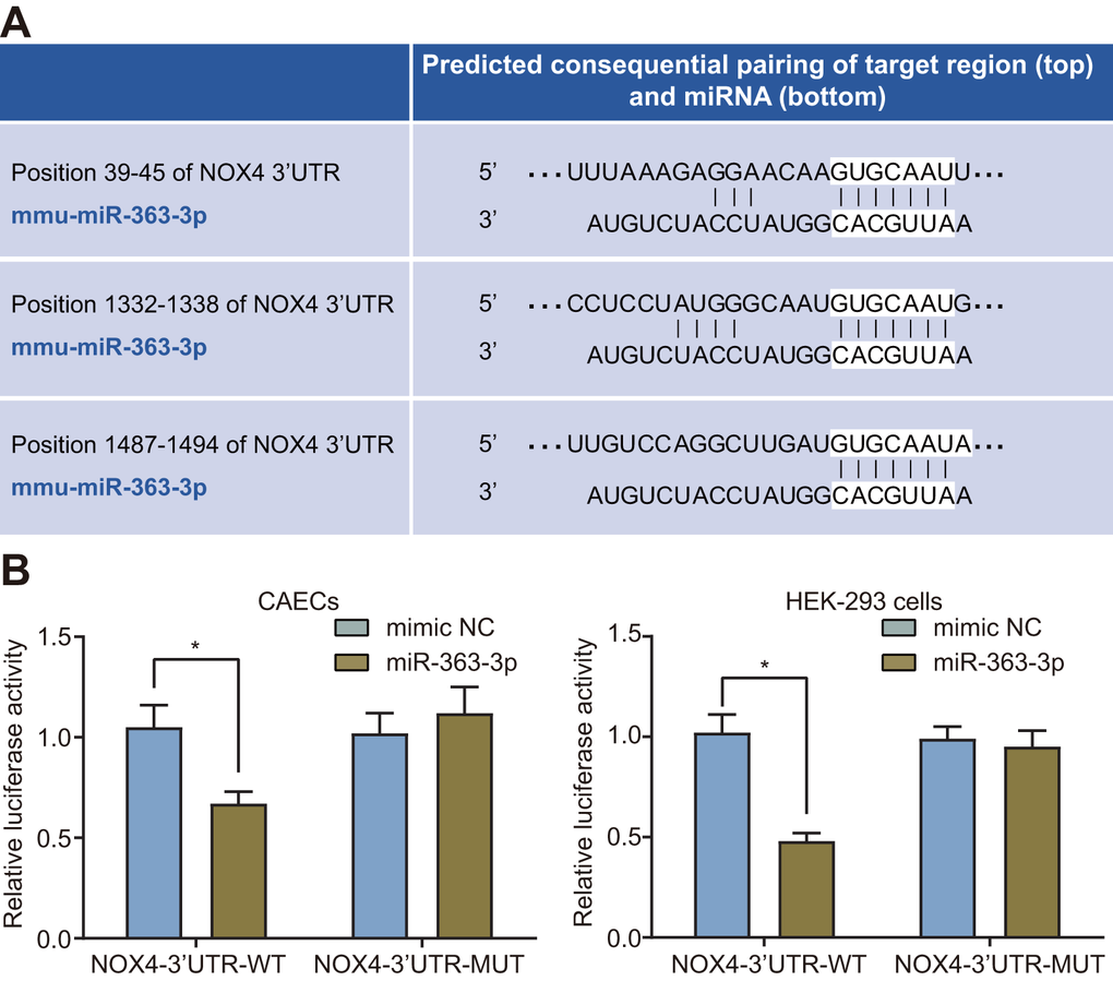 miR-363-3p binds to the 3’UTR NOX4 mRNA and inhibits its expression in CAECs and HEK-293 cells. (A) putative miR-363-3p binding sites in the 3’UTR of NOX4 mRNA in the online website (http://www.targetscan.org); (B) miR-363-3p binding with the 3’UTR of NOX4 mRNA in CAECs and HEK-293 cells confirmed by dual luciferase reporter assay. Comparisons between two groups were performed by unpaired t-test, and t-test was adopted for pairwise comparisons. n = 3; * p NOX4, NADPH oxidase 4; 3’UTR, 3’ untranslated region.