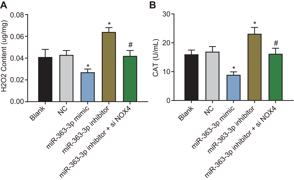 miR-363-3p reduces H2O2 level and CAT activity in CAECs by targeting NOX4. (A) quantification of H2O2 level in CAECs; (B) quantification of CAT activity in CAECs; the data were analyzed by one-way ANOVA with Tukey's post hoc test; n = 3; * p NOX4, NADPH oxidase 4; NC, negative control.