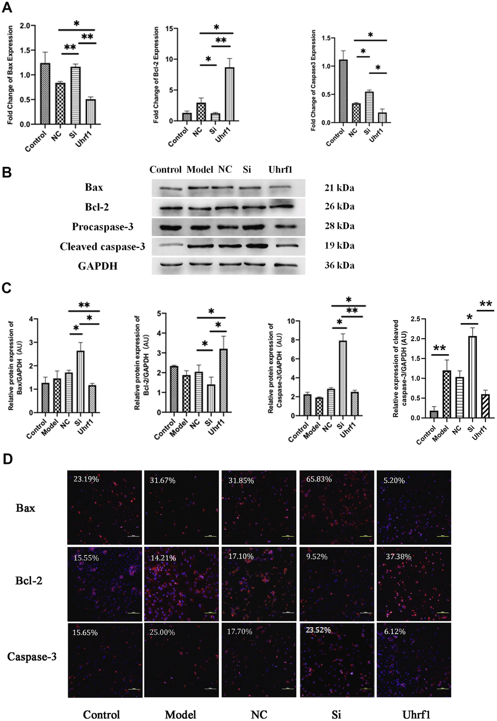 The effect of Uhrf1 on cardiomyocyte apoptosis during myocardial ischemia-reperfusion injury. (A) The relative mRNA expressions of Bax, Bcl-2 and Caspase-3 in myocardial ischemia-reperfusion model in vitro were determined by qRT-PCR. (B) Western blot was used to detect the expression level of Bax, Bcl-2 and Caspase-3 protein in each group. GAPDH serves as a loading control. (C) Expression of Bax, Bcl-2 and Caspase-3 protein relative to GAPDH data from 3 biological repeats is shown. (D) Detection of Bax, Bcl-2 and Caspase-3 protein expression and semi quantitative analysis by immunofluorescence microscopy (x200). Scale bar, 100 μm. Data shown are mean ± SD. *P P P P in vitro oxidative stress model; NC, negative control of RNAi; si, RNAi knockdown of Uhrf1; Uhrf1, Uhrf1 overexpression.