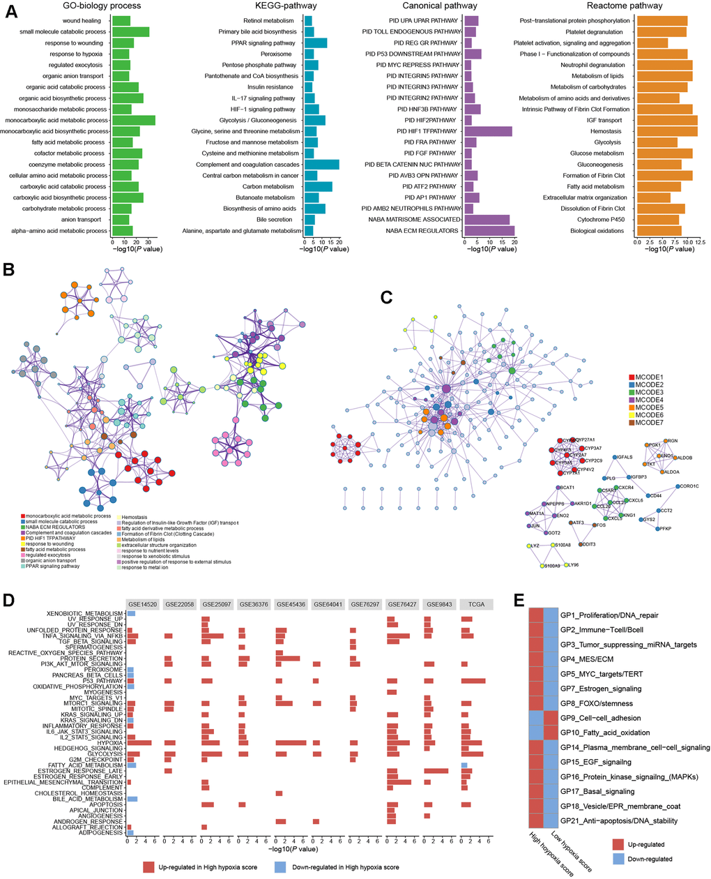 Biological processes and pathway functional enrichment analysis of 371 high frequency/DE-mRNAs (HF/DE-mRNAs) extracted from 10 hepatocellular carcinomas (HCC) datasets. (A) The top 20 (sorted by P-value) from each enrichment analysis result for GO biological processes of HF/DE-mRNAs and the pathway enrichment analysis results for 3 data sources. (B) A clustering network formed by correlated terms from the functional enrichment analysis. (C) Protein-protein interaction (PPI) enrichment network of HF/DE-mRNA translation products constructed based on the molecular complex detection (MCODE) algorithm. (D) Gene set enrichment analysis (GSEA) of HF/DE-mRNAs in 10 datasets, showing the pathways with P E) the differences between the high hypoxia score group and the low hypoxia score group in 15 gene programs related to biological behaviors of tumors. These gene programs were identified by Hoadley's team, and the upregulation and downregulation trends were calculated as single-sample GSEA z-scores.