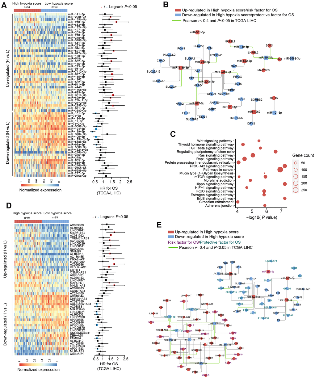 miRNA and long non-coding RNA (lncRNA) alterations in HCC patients with high hypoxia scores and low hypoxia scores. (A) A total of 63 DE-miRNAs were significantly upregulated or downregulated in the high hypoxia score group. The forest plot indicates the hazard ratios (HRs) of these miRNAs for overall survival (OS) in the survival analysis (logrank test). (B) Some DE-miRNAs and HF/DE-mRNAs constitute a survival-related target interaction network. All nodes in the network are correlated with HCC patient survival in TCGA-LIHC (logrank P C) Top 20 (sorted by P-value) KEGG pathway enrichment analysis results from 633 DE-miRNA target genes. (D) Top 50 (sorted by adjusted P-value) DE-lncRNAs that were significantly upregulated or downregulated in the high hypoxia score group. The forest plot indicates the hazard ratios (HRs) of these lncRNAs for OS in the survival analysis (logrank test). (E) The refined DE-lncRNA–DE-miRNA–HF/DE-mRNA ceRNA network. The correlations between nodes were calculated by Pearson correlation analysis. The survival data were from TCGA-LIHC. The cut-off is the median expression level.