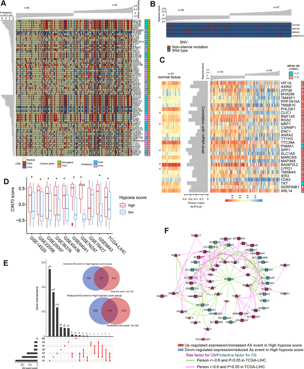 Differences in genomic and epigenetic alterations between groups with high hypoxia scores and low hypoxia scores. (A) The difference in the incidence of copy-number aberrations (CNAs) in 71 cancer genes between the high hypoxia score group and the low hypoxia score group. (B) The proportions of single-nucleotide variants (SNVs) in 4 genes are significantly different between the high hypoxia score group and the low hypoxia score group. (C) Reductions in the methylation levels of 30 genes are accompanied by significant increases in the corresponding mRNA levels in the high hypoxia score group. The correlation between DNA methylation and corresponding mRNA expression was obtained through Pearson correlation analysis based on TCGA-LIHC data. The hazard ratios (HR) of the corresponding mRNAs for overall survival (OS) were calculated by the logrank test for TCGA-LIHC data, and the cut-off was the median expression level. (D) 70-gene chromosome instability (CIN70) was used to assess chromosome instability in tumor tissues from 10 hepatocellular carcinomas (HCC) datasets. The CIN70 scores are significantly different between tumor tissues with high hypoxia scores and low hypoxia scores. (E) The occurrences of 713 AS events are significantly different between the high hypoxia score group and the low hypoxia score group. Some of the AS events are associated with the OS of HCC patients. (F) The expression of 30 splicing factors in the high hypoxia score group and the low hypoxia score group are different, and their expression trends are consistent in 10 datasets. These splicing factors and the AS events with different occurrences between the two groups form a network. The correlations between the nodes of the network were calculated by Pearson correlation analysis based on TCGA-LIHC data. The relationship between the nodes and the OS of HCC patients was obtained through univariate cox survival analysis.