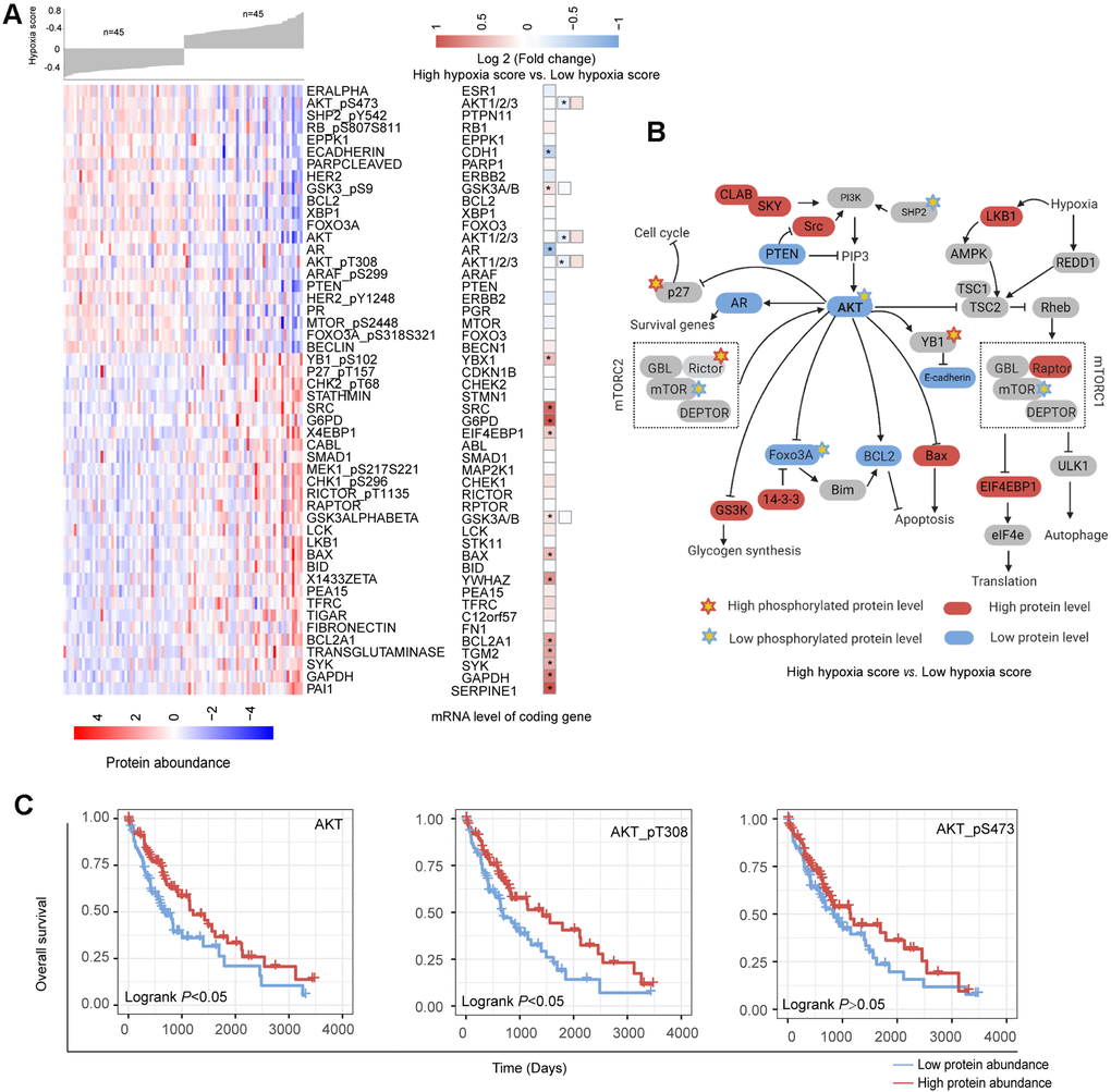 Changes in functional proteomics between hepatocellular carcinoma (HCC) patients with high hypoxia scores and low hypoxia scores. (A) Fifty proteins with significant differences in abundance between HCC patients with high hypoxia scores and low hypoxia scores. (B) A schematic diagram of some proteins with significant differences in abundance in the AKT/mTOR pathway. (C) The low abundance of AKT, AKT-pT308, and AKT