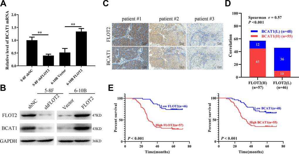 FLOT2 positively regulates and predicts poor prognosis in NPC. (A, B) qPCR and western blot assays indicating the level of BCAT1 mRNA and protein in 5-8F-shFLOT2, 6-10B-BCAT1 and control cells. (C) The representative IHC pictures indicating the co-expression patterns of FLOT2 and BCAT1 in patients with NPC (magnification, 200×). (D) Spearman correlation analysis indicating the positive correlation between FLOT2 and BCAT1 in NPC. (E) Kaplan-Meier survival analysis showing the level of FLOT2 and BCAT1 negatively associates with overall survival outcome in NPC.