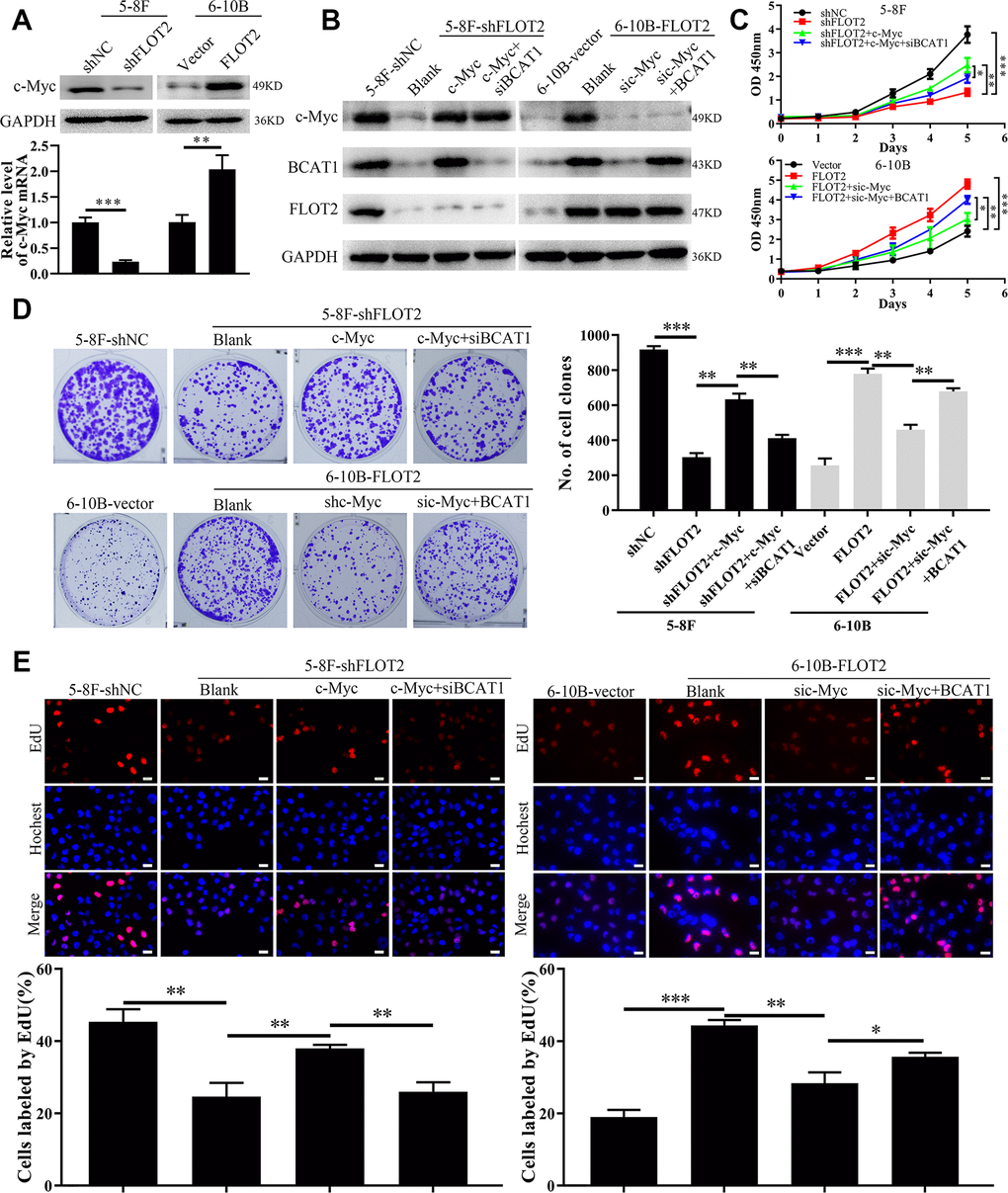 FLOT2 regulates BCAT1 and promotes cell proliferation via maintaining c-Myc in NPC. (A) Western blot and qPCR assays indicating the level of c-Myc mRNA and protein in 5-8F-shFLOT2, 6-10B-BCAT1 and control cells. (B) Western blot showing the level of c-Myc, BCAT1 and FLOT2 in 5-8F-shFLOT2, 5-8F-shFLOT2+c-Myc, 5-8F-shFLOT2+c-Myc+siBCAT1, 6-10B-BCAT1, 6-10B-FLOT2+sic-Myc, 6-10B-FLOT2+sic-Myc+BCAT1, and control cells. (C–E) CCK-8, plate clone formation, and EdU assays showing the growth and proliferation abilities of 5-8F-shFLOT2, 5-8F-shFLOT2+c-Myc, 5-8F-shFLOT2+c-Myc+siBCAT1, 6-10B-BCAT1, 6-10B-FLOT2+sic-Myc, 6-10B-FLOT2+sic-Myc+BCAT1, and control cells. *, P P P 