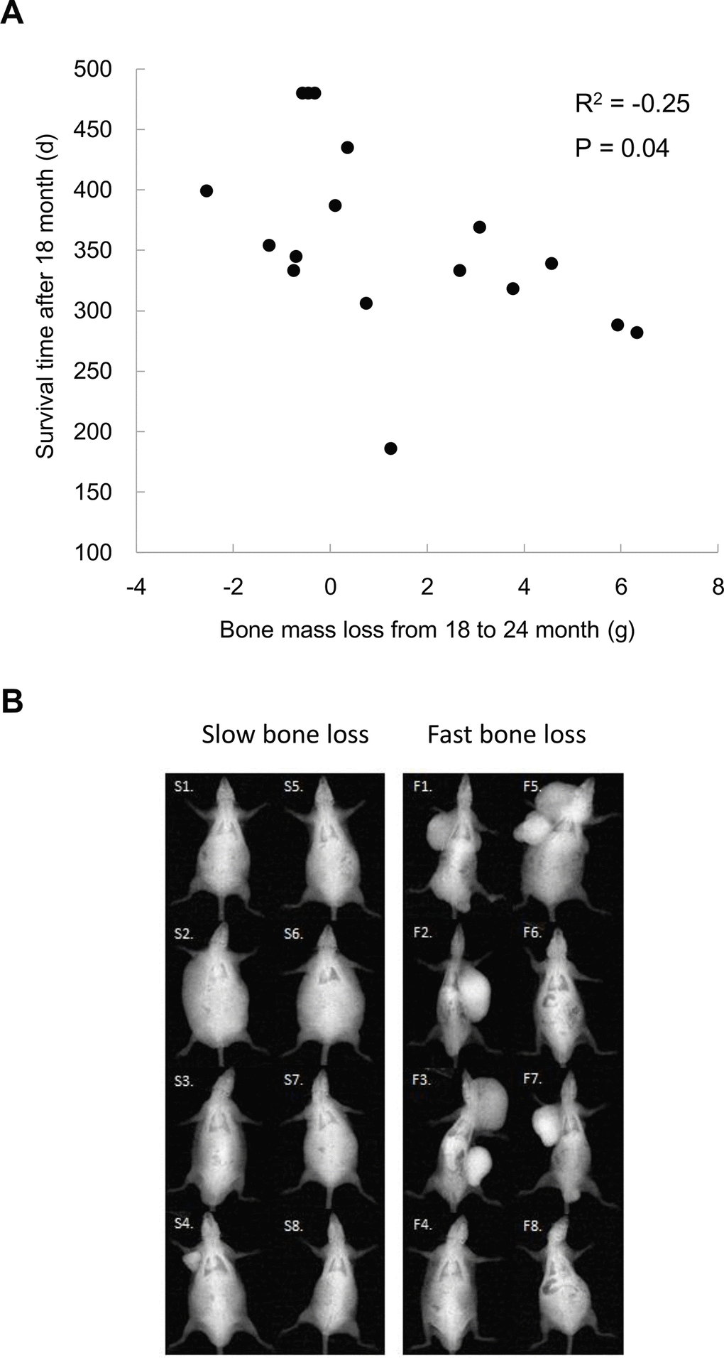 Bone mass loss is associated with tumor occurrence and residual survival time after 18 months of age (A). Lower panel shows x-ray images of the top 8 and bottom 8 rats (N = 17) on magnitudes of bone mass loss among rats survived after 18 months (B), demonstrating a severe increased tumorigenesis together with cachexia.