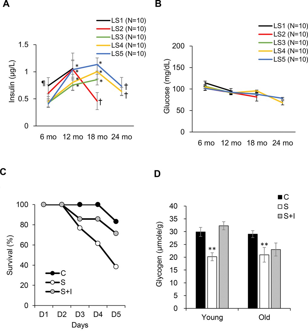 Role of insulin on survival fitness during end-life. Plasma insulin declines (A) from hyperinsulinemic state while glucose (B) remains unchanged from 18-24 months of age. Decreases in survival rate (C) and glycogen storage (D) after insulin loss by streptozotocin injection (S group) is reversed by insulin replacement (SI group, 0.25 IU/kg twice a day) for old rats (20 months of age). Abbreviation: LS, lifespan; LS1 (short-lived, survival time th month, P th month, P 
