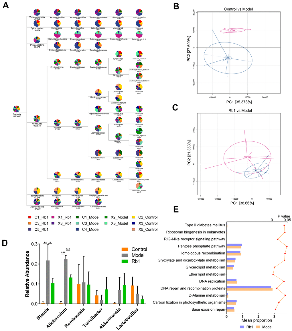 Characteristics of 16S rRNA sequencing. (A) TaxonTree revealed the distribution of each species in all samples. Each layer in the leaf node represents a classification level, from left to right is the boundary, gate, class, order, family, genus and species level, only genus annotated and with relative abundance large than 1% was shown in the figure. (B) PCA of OUT between Control and Model group. Each point in the graph represents a sample. The different colors of the points represent the grouping of the samples. (C) PCA of OUT between Rb1 and Model group. (D) Relative abundance of bacteria in genus level in each group. Blautia and Allobaculum increased in Model group and Turicibacter decreased in Model group. Notes: data was shown in mean +/- SD, * represent PE) KEGG analysis of abundance difference between Rb1 and model group. The result was performed by PICRUSt software with default parameters. Each color represents a group of samples, their average relative abundance is showed in X axis. The left of bar chart shows the pathways with significant differences in abundance between the two groups, and the right of chart shows P value of each pathway.