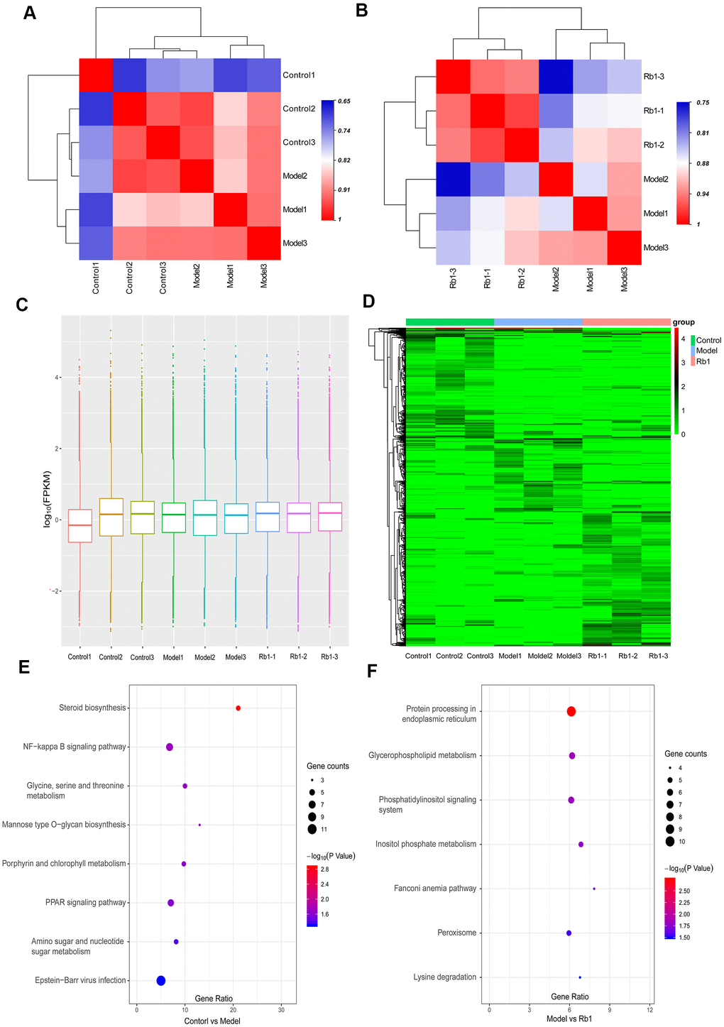 Characteristics of transcriptomics. (A) Heat map of intersample correlation between model and control group. The correlation was evaluated by Pearson’s correlation coefficient, different color represents differences among different samples. (B) Heat map of intersample correlation between Rb1 and model group. (C) FPKM distribution boxes of transcripts in each sample. Y axis is shown in log10 scale, X axis one sample per region. (D) Clustering map of differential genes. The depth of the color represents the level of gene expression. (E) KEGG pathway analysis of differentially expressed genes in control group versus model group. Gene ratio represents enrichment factor, bubble scale represents number of different genes, depth of bubble color represents P value. (F) KEGG pathway analysis of differentially expressed genes in Rb1 group versus model group.