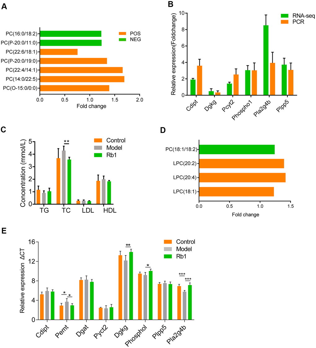 Comprehensive analysis of microbiology, lipidomics and transcriptomics. (A) Lipidomics showed content of PC increase in normal mice of Rb1 group comparing with that of Model group. Y axis is shown in foldchange, X axis shows different electron cut-off points of PC. All the metabolites with VIP >1 and P B) RNA-seq and qRT-PCR showed expression of RNAs associated with glycerophospholipid metabolism. RNA-seq was performed once, PCR were repeated thrice, n=3, data was shown in mean +/- SD. (C) Serum level of hyperlipidemia associated index showed Rb1 reduced total cholesterol level. TG, triglycerides; TC: total cholesterol; LDL, low density lipoprotein; HDL, high density lipoprotein;** represents PD) Lipidomics showed content of PC increase in fecal transplanted germ-free mice of Rb1 group comparing with that of Model group. Y axis is shown in foldchange, X axis shows different electron cut-off points of PC. All the metabolites with VIP >1 and P E) QRT-PCR showed that Pmet increased and Dgkg, Phospho1, Pla4g4b decreased in fecal transplanted germ-free mice of Rb1 group. This meant Rb1 increased synthesis and decelerate decomposition of phosphatidylcholine.