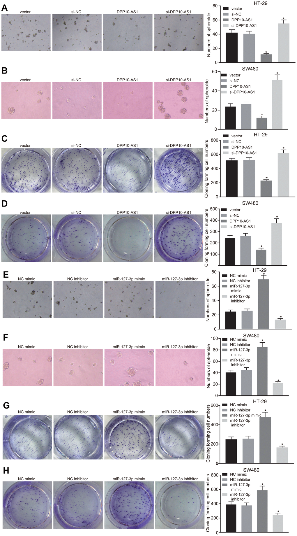 Upregulation of DPP10-AS1 and downregulation of miR-127-3p inhibit the sphere formation and colony formation of HT-29 and SW480 stem cells. (A–D) sphere formation and colony formation of HT29 and SW480 stem cells after DPP10-AS1 expression was altered; (E–H) sphere formation and colony formation of HT29 and SW480 stem cells after miR-127-3p expression was altered. *, p vs. vector and si-NC, or NC mimic and NC inhibitor. The measurement data were expressed as mean ± standard deviation. The data among multiple groups were analyzed by one-way ANOVA followed by a Tukey’s post hoc test. The experiment was repeated three times. DPP10-AS1, cells transfected with DPP10-AS1 plasmid; si-DPP10-AS1, cells transfected with si-DPP10-AS1; si-NC, cells transfected with si-negative control plasmid; miR-127-3p mimic, cells transfected with miR-127-3p mimic plasmid; NC mimic, cells transfected with negative control mimic plasmid.