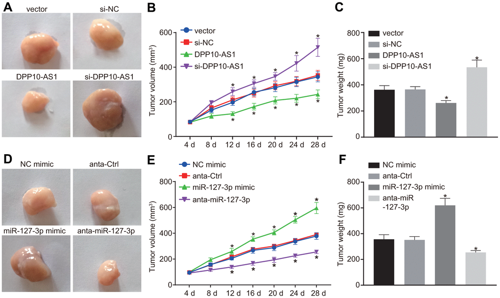 Upregulation of DPP10-AS1 or downregulation of miR-127-3p inhibits tumor growth in HT-29 and SW480 stem cells transplanted into nude mice. (A–C) the tumor growth and size after the expression of DPP10-AS1 was intervened. (D–F) the tumor growth and size after the expression of miR-127-3p was altered. *, p vs. vector and si-NC, or NC mimic and anta-Ctrl. The measurement data were expressed as mean ± standard deviation. The data among multiple groups were analyzed by one-way ANOVA followed by a Tukey’s post hoc test. The data at different time points were analyzed by repeated measures ANOVA followed by Bonferroni’s post hoc test for n = 5. The experiment was repeated three times. DPP10-AS1, cells transfected with DPP10-AS1 plasmid; si-DPP10-AS1, cells transfected with si-DPP10-AS1; si-NC, cells transfected with si-negative control plasmid; miR-127-3p mimic, cells transfected with miR-127-3p mimic plasmid; anta-miR-127-3p, cells transfected with anta-miR-127-3p plasmid; NC mimic, cells transfected with negative control mimic plasmid; anta-Ctrl, cells transfected with anta-Ctrl plasmid.
