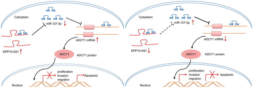 Potential molecular mechanism of the DPP10-AS1/miR-127-3p/ADCY1 axis in CCSCs. In CCSCs, upregulation of DPP10-AS1 inhibits the expression of miR-127-3p to increase ADCY1 expression, thereby inhibiting CCSC sphere and colony formation, proliferation, migration and invasion and promoting the apoptosis.