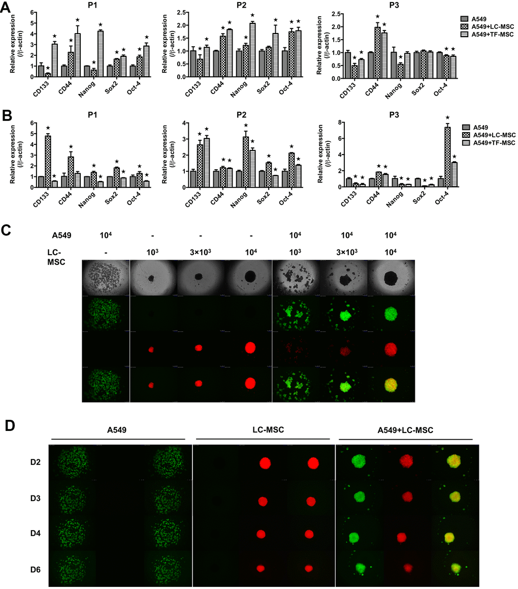 Stem-like characteristics induced by LC-MSCs. (A) Equal number of A549.CopGFP and LC-MSCs were co-cultured directly for 48 hours and then sorted by cytometry flow to test the stem-related gene expression by realtime PCR. (B) Equal number of A549.CopGFP and LC-MSCs were co-incubated separately by transwell inserts for 48 hours. The expression of stem-related genes in A549 cells was evaluated by realtime PCR. (C) Different cell ratio of A549.CopGFP and LC-MSCs. DsRed were co-incubated in 96-well 3D cell culture plates. The spheroid formation was observed under inverted fluorescence microscope on the second day of plating cells. (D) Spheroid grew observed at indicated time. *, P 