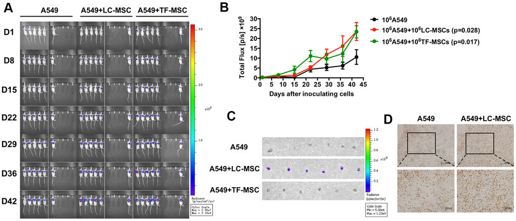 Tumor growth and metastasis promoted by LC-MSCs. 106 each of A549.Luc cells and LC-MSCs or TF-MSCs were co-implanted subcutaneously into female Balb/c nude mice. Tumor growth was monitored by bioluminescence imaging. (A) Bioluminescence images at the indicated time. (B) Total bioluminescence of tumors at indicated time. (C) Bioluminescence images of sentinel lymph nodes from sacrificed mice at the end of experiment. (D) Immunohistochemistry test for Ki67 in tumor tissues. *, P 