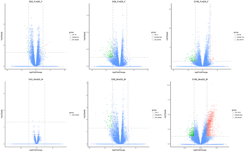 The volcano plots of DGEs in females and males compared with the baseline (Day 3, Day 28, and Day 180). The red dots represented upregulated genes, and the blue dots represented genes with no significant change, while the green dots represented downregulated genes. The threshold was set with rigorous value for the FDR (false discovery rate, padj) 2fold change| > 1. The x-axis denoted the fold changes of gene expression relative to baseline, shown with log2|fold change|. The y-axis indicated the significance of DEGs.