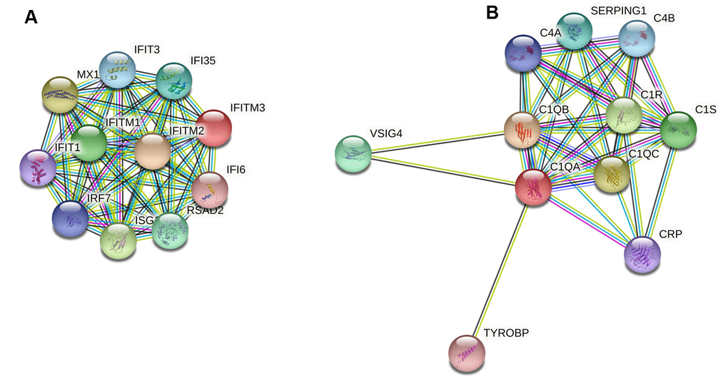 Protein-protein interaction (PPI) network analysis of two female-bias hub genes IFITM3 (A) and C1QA (B). The hub gene IFITM3 was involved in type I interferon signaling pathway, while gene C1QA contributed to complement activation of classical pathway.