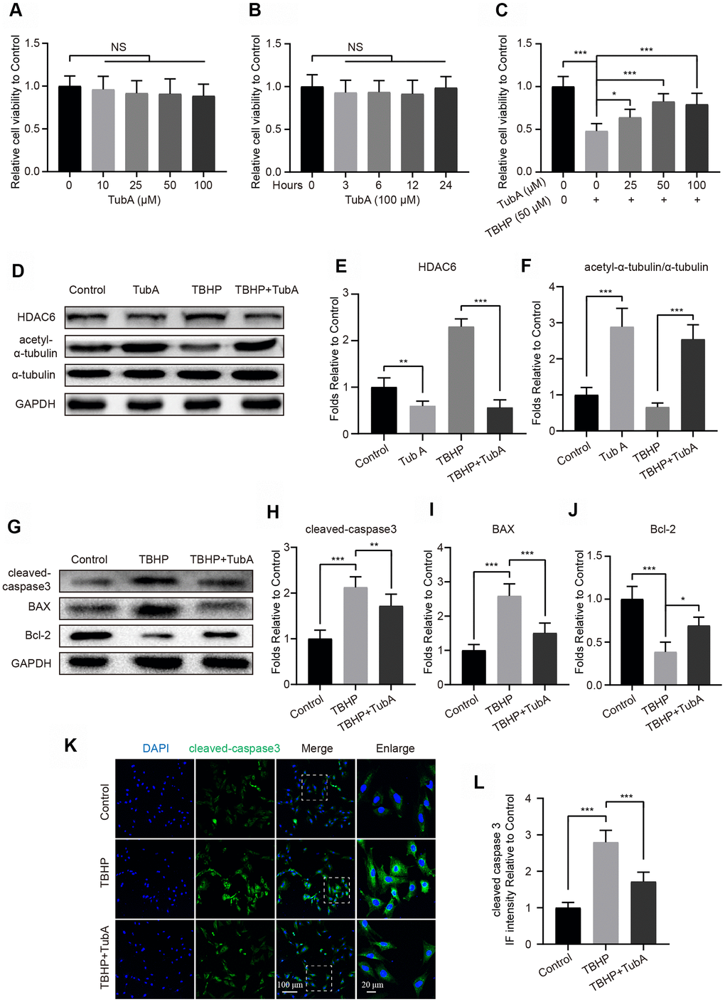 HDAC6 selective inhibitor TubA prevents TBHP-induced apoptosis in chondrocytes. (A) The cell viability of chondrocytes at 24 hours after different concentrations of TubA treatment. (B) The cell viability of chondrocytes treated with TubA at a concentration of 100 μM in a time-dependent manner. (C) The cell viability of chondrocytes at 24 hours after co-treatment of TBHP and TubA for 6 hours. (D–F) Western blotting and quantification of HDAC6 and acetyl-α-tubulin in each group. Chondrocytes were treated TBHP or/and TubA for 6 hours. (G–J) Western blotting and quantification of apoptotic markers in each chondrocyte group as above. (K, L) IF staining and quantification of cleaved caspase 3 in each chondrocyte group as above, scale bar = 100 μm, scale bar (enlarged) = 20 μm. N = 5, GAPDH was the loading control, significance: *P