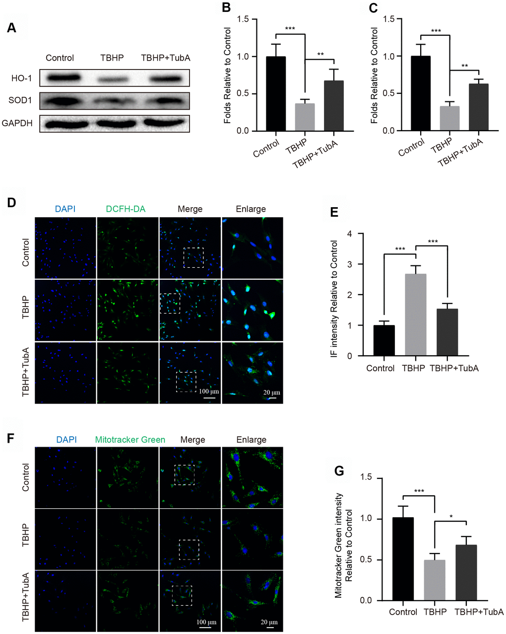 TubA attenuates TBHP-induced oxidative stress in chondrocytes. (A–C) Western blotting and quantification of HO-1 and SOD1 in each group. Chondrocytes were treated TBHP or/and TubA for 6 hours. (D, E) Staining with DCFH-DA and quantification in each chondrocyte group as above, scale bar = 100 μm, scale bar (enlarged) = 20 μm. (F, G) Staining with Mitotracker green and quantification in each chondrocyte group as above, scale bar = 100 μm, scale bar (enlarged) = 20 μm. N = 5, GAPDH was the loading control, significance: *P