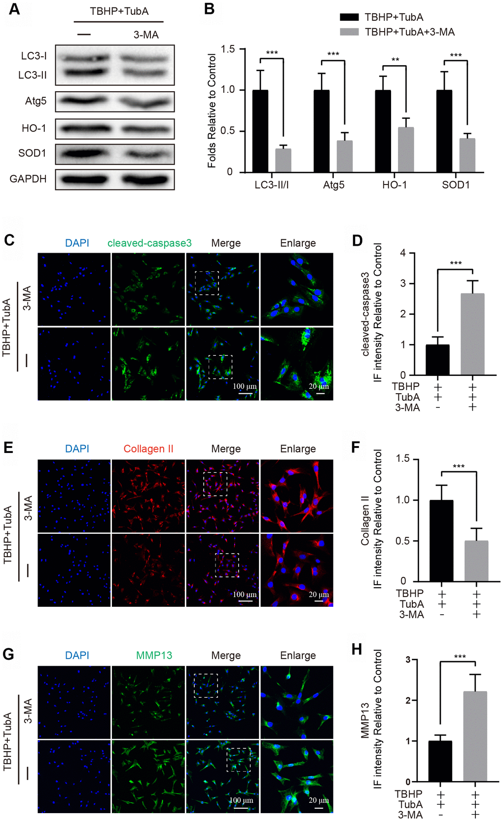 3-MA treatment reverses the effects of TubA on oxidative stress, apoptosis and ECM degradation. (A, B) Western blotting and quantification of LC3, Atg5, HO-1 and SOD1 in each group. Chondrocytes were treated with TBHP + TubA, or TBHP + TubA + 3-MA for 6 hours. (C, D) IF staining and quantification of cleaved caspase3 in each chondrocyte group as above, scale bar = 100 μm, scale bar (enlarged) = 20 μm. (E, F) IF staining and quantification of Collagen II in each chondrocyte group as above, scale bar = 100 μm, scale bar (enlarged) = 20 μm. (G, H) IF staining and quantification of MMP13 in each chondrocyte group as above, scale bar = 100 μm, scale bar (enlarged) = 20 μm. N = 5, GAPDH was the loading control, significance: *P