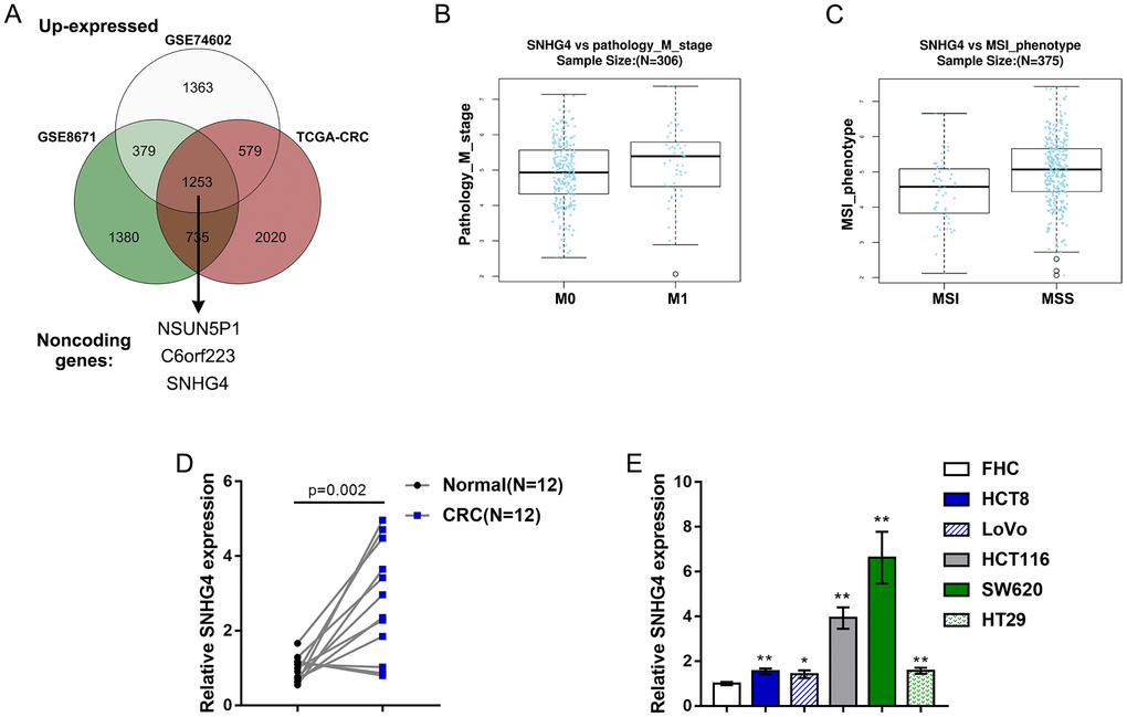 Expression of long noncoding RNA SNHG4 (lncRNA SNHG4) based on publicly available and experimental data. (A) The expression of SNHG4 in colorectal and normal noncancerous tissues according to the publicly available microarray expression profiles GSE8671, GSE74602, and TCGA Colon and Rectal Cancer (TCGA-CRC). (B) The expression of SNHG4 in colorectal cancer (CRC) M0-stage (nonmetastatic) and M1-stage (lymphatic or distal metastatic) tissues according to TCGA-CRC data. (C) The expression of SNHG4 in CRC microsatellite instability (MSI) and microsatellite stable (MSS) tissues according to TCGA-CRC data. (D) The expression of SNHG4 was determined in 12 CRC and normal noncancerous tissues by real-time PCR. (E) The expression of SNHG4 was determined in one normal fetal colon cell line (FHC) and five CRC cell lines (HCT8, LoVo, HCT116, SW620, and HT29) by real-time PCR. *P **P 