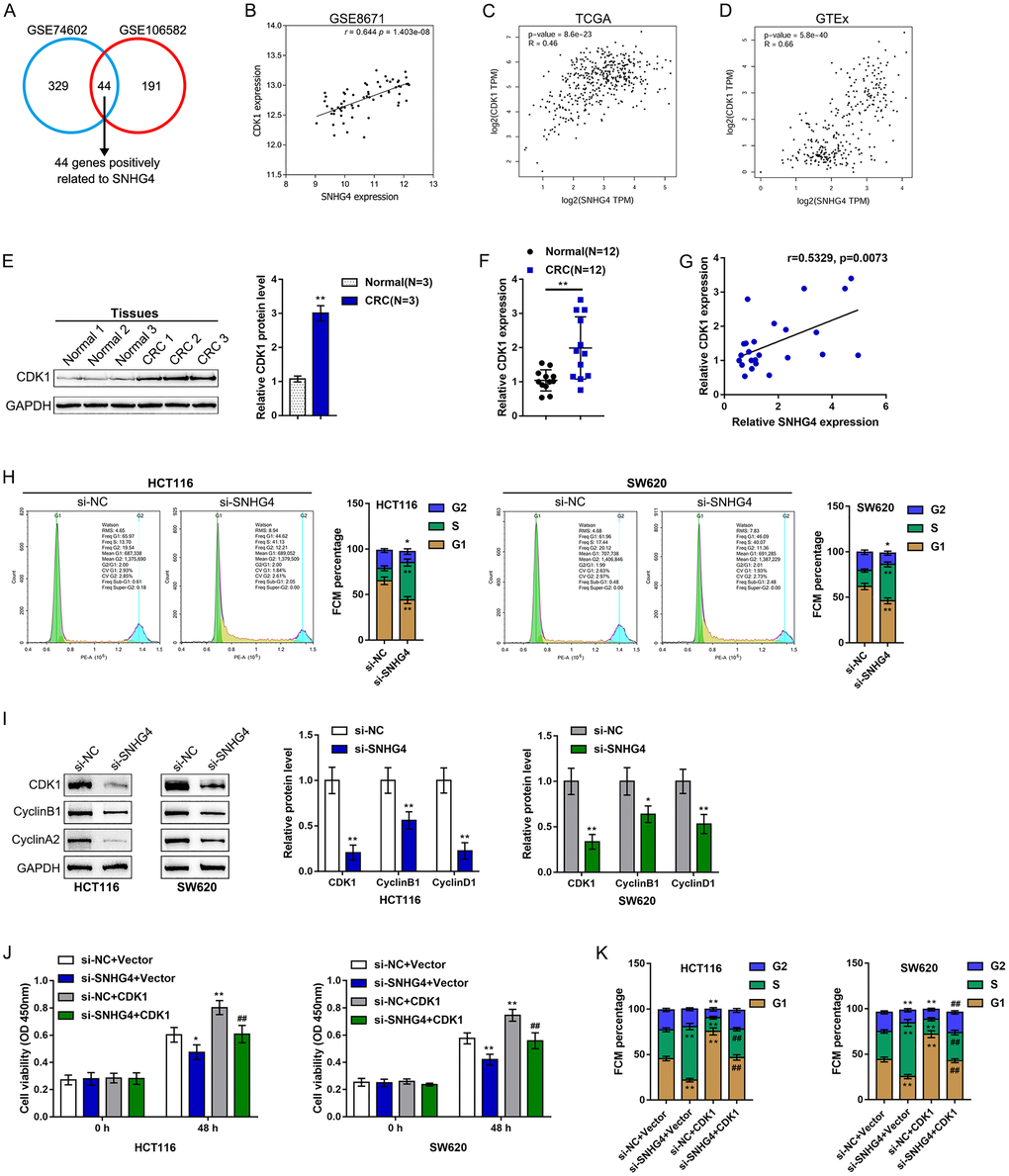 SNHG4 is correlated with cyclin-dependent kinase 1 (CDK1) and the CRC cell cycle. (A) Samples in GSE106582 and GSE74602 were divided into high SNHG4 expression and low SNHG4 expression groups. The correlation between SNHG4 and differentially expressed genes was analyzed to identify genes that are significantly positively correlated with SNHG4 (r > 0.40, p B–D) Correlation of the SNHG4 and CDK1 expression levels based on data from GSE8671, TCGA, and GTEx. (E) The protein levels of CDK1 in tissue samples as determined by immunoblotting. (F) The expression of CDK1 in tissue samples as determined by real-time PCR. (G) The correlation between the SNHG4 and CDK1 expression levels as determined by Pearson’s correlation analysis. (H) HCT116 and SW620 cells were transfected with si-SNHG4, and the cell cycle was examined by flow cytometry. (I) HCT116 and SW620 cells were transfected with si-SNHG4, and the protein levels of CDK1, cyclin B1, and cyclin A2 were examined. (J) HCT116 and SW620 cells were transfected with si-SNHG4 and/or CDK1 overexpression vector, and cell proliferation was examined by CCK-8 assay. (K) HCT116 and SW620 cells were transfected with si-SNHG4 and/or CDK1 overexpression vector, and cell cycle progression was examined by flow cytometry. *P **P ##P 