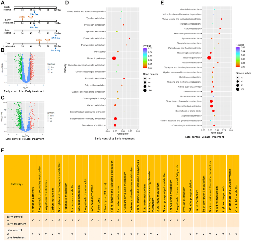 Transcriptomic alterations by the early and late NaHS treatments. (A) Schematic of the early and late NaHS treatments in relation to their untreated controls. 100 μM of NaHS were used for each dosing. (B, C) The volcano plots represent DEGs of indicated controls and treatments. (D, E) The bubble charts representing KEGG enrichment analysis of indicated DEGs. The rich factor indicates the degree of enrichment represented by the ratio of DEGs in a pathway to the number of total genes annotated to that pathway. (F) Comparison of enriched pathways in (D and E).